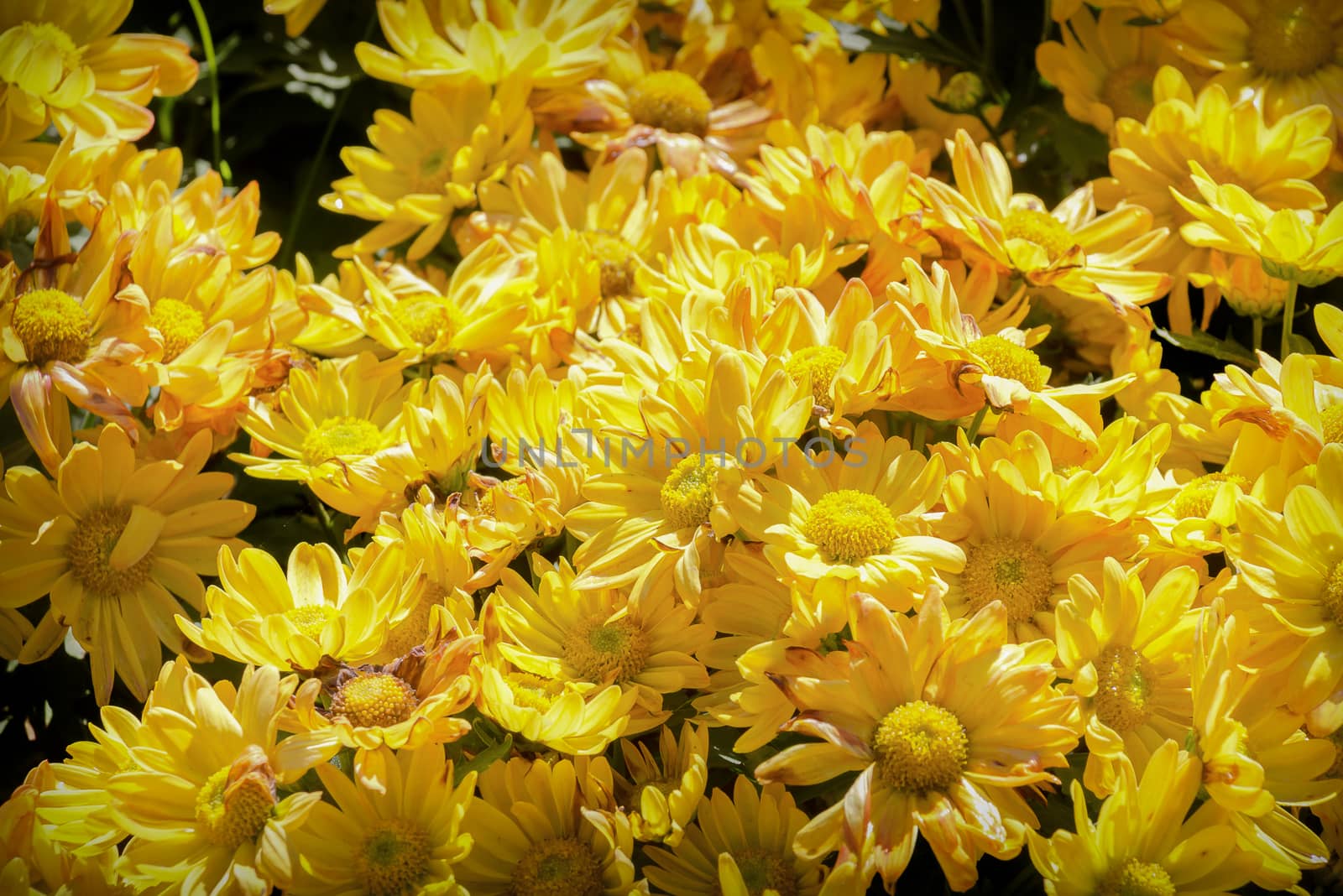yellow Gerbera daisies background