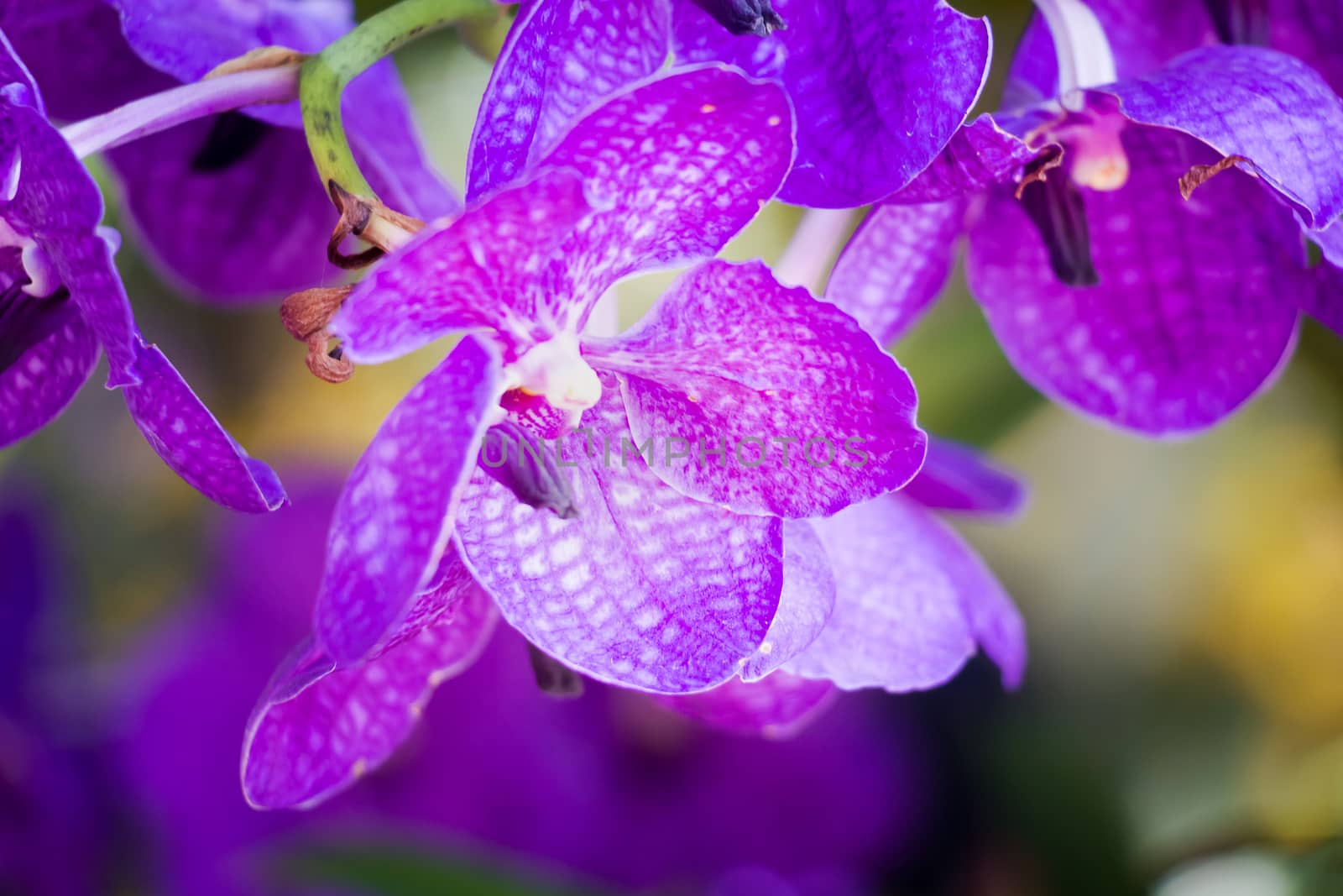 Vanda orchid by chingraph