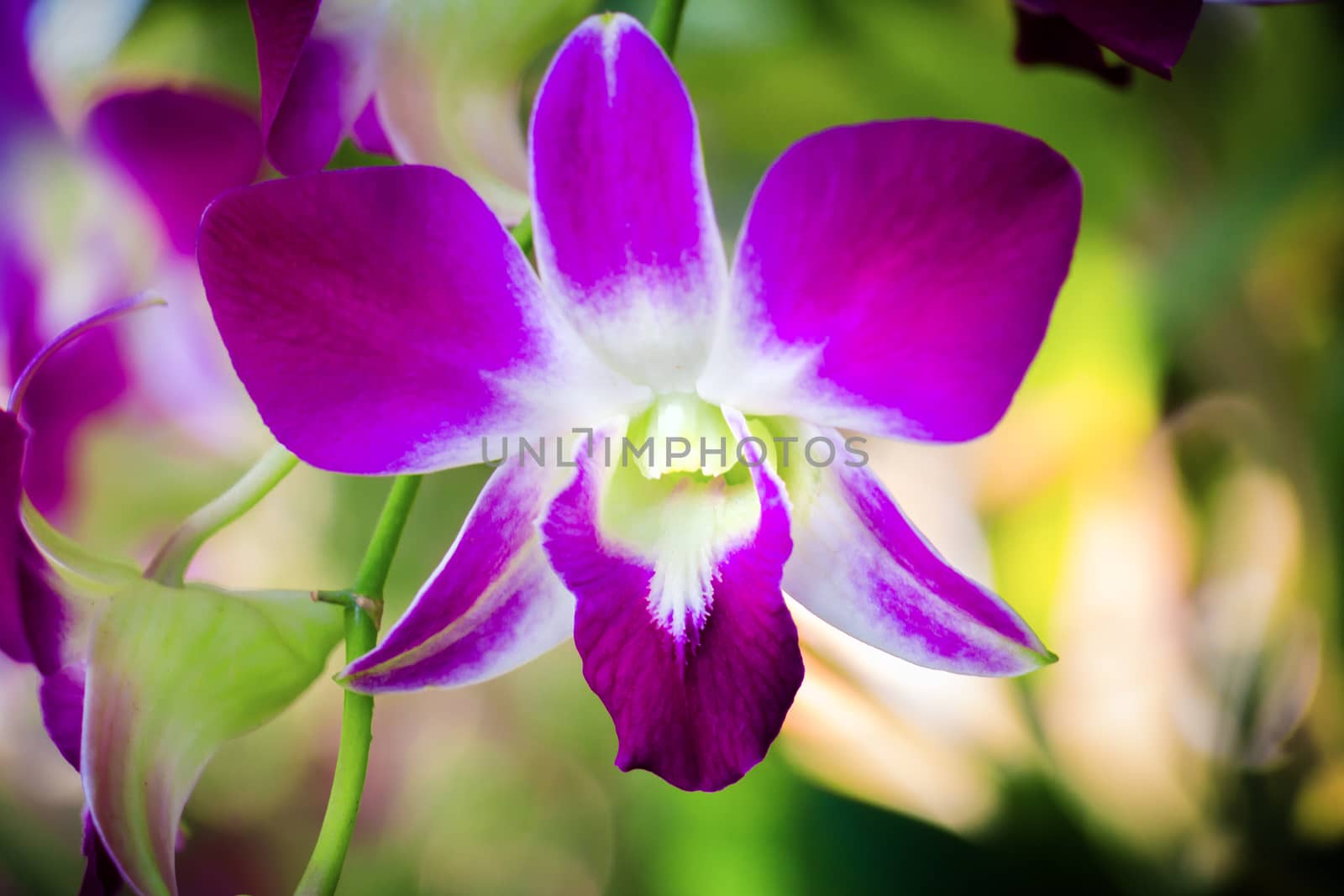 Purple Pink Orchid by chingraph