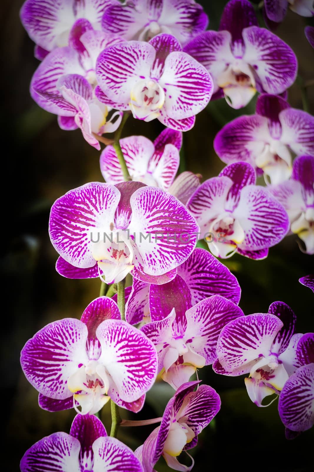 Doritaenopsis, Moth orchid by chingraph