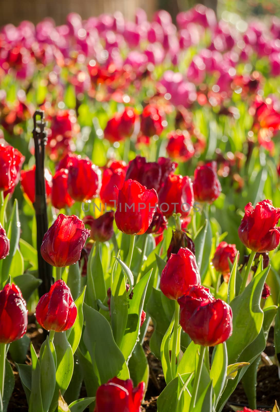 Field of Tulips in various colors