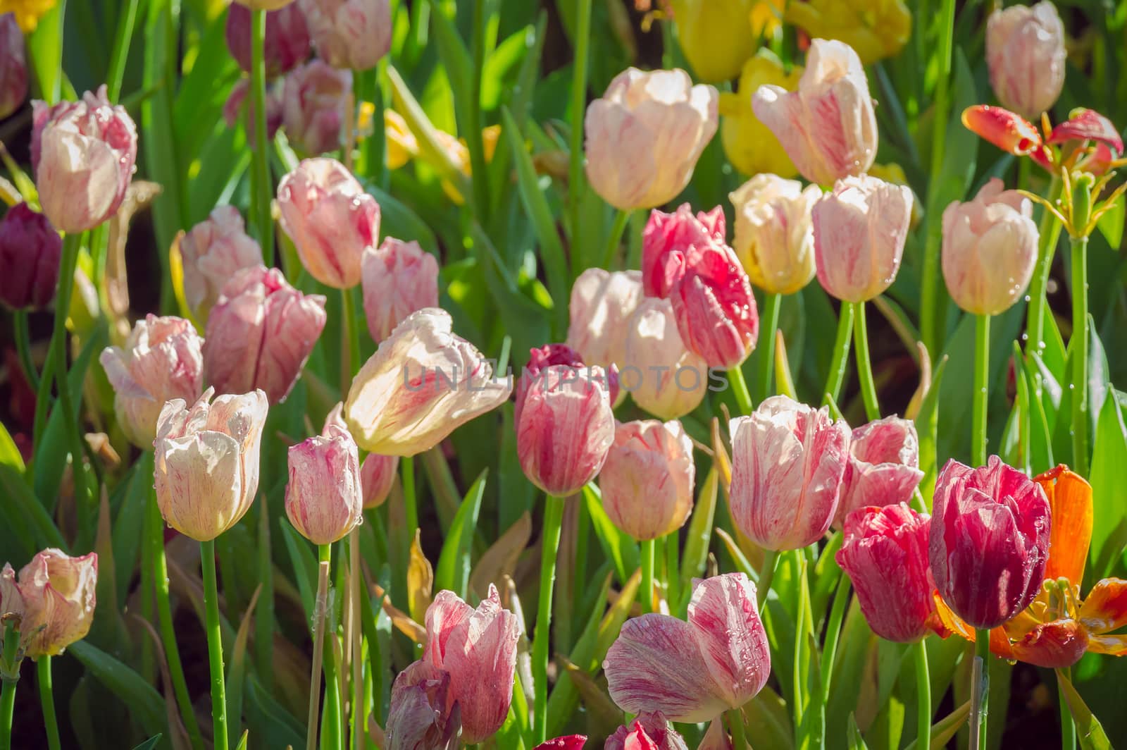 Field of Tulips in various colors
