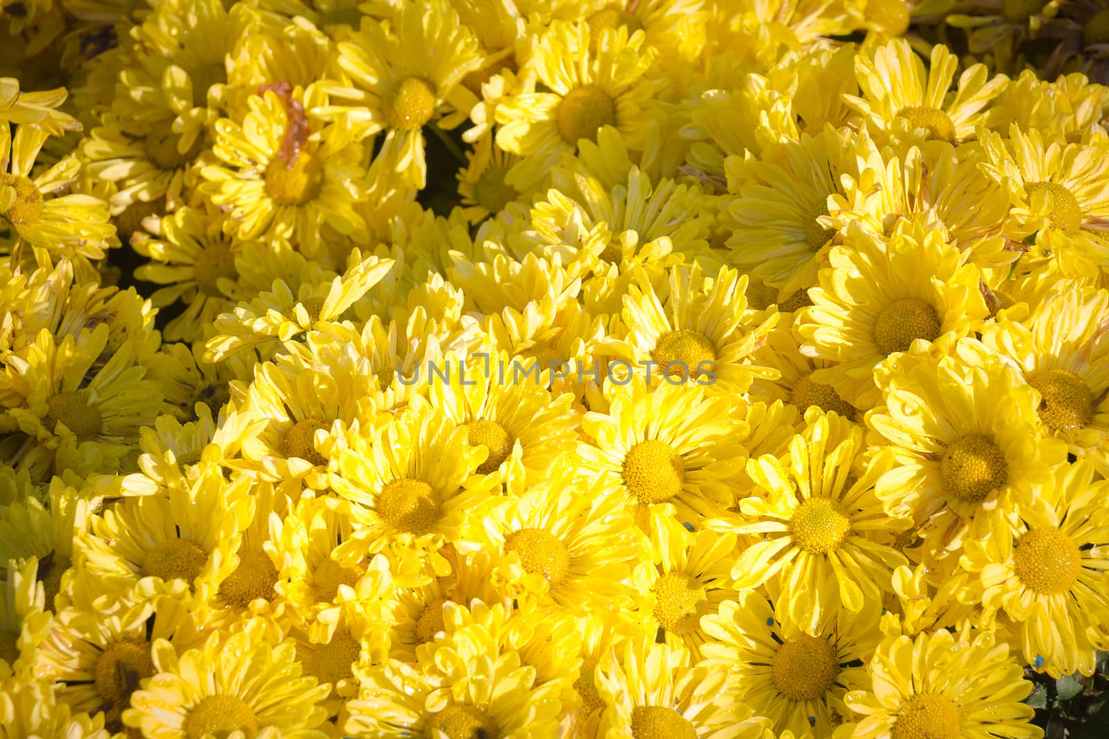  yellow Gerbera daisies background by chingraph