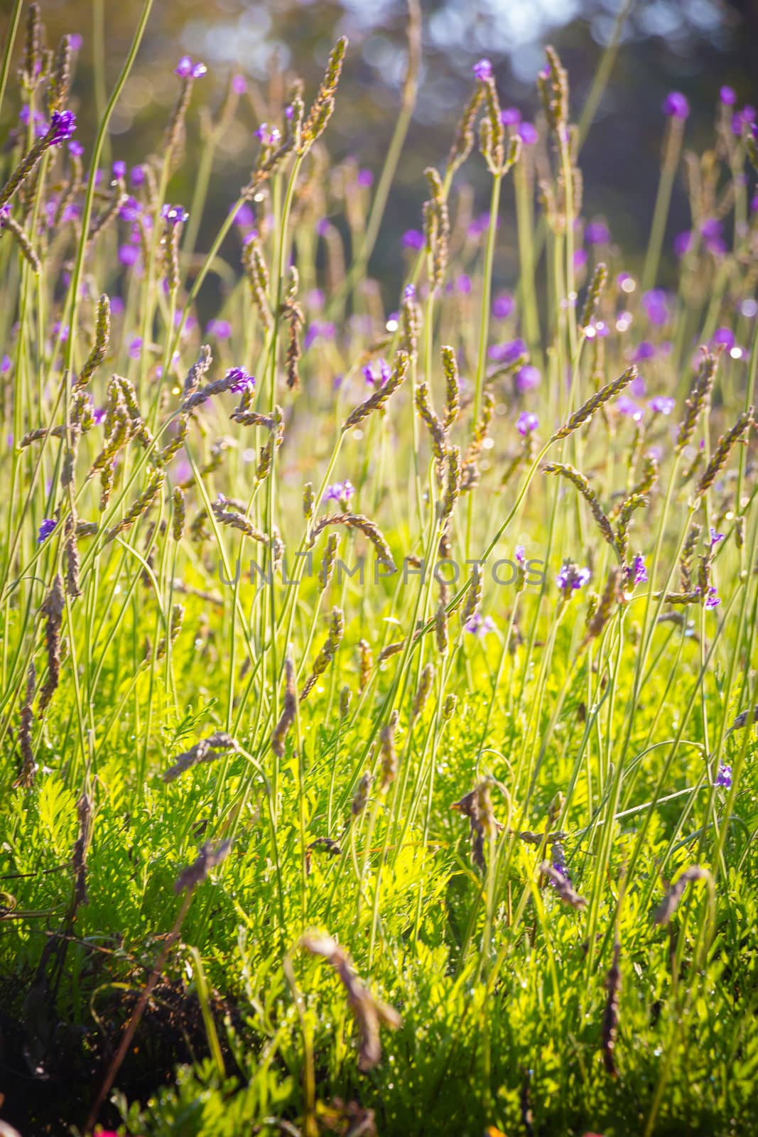 close up  lavender flower background