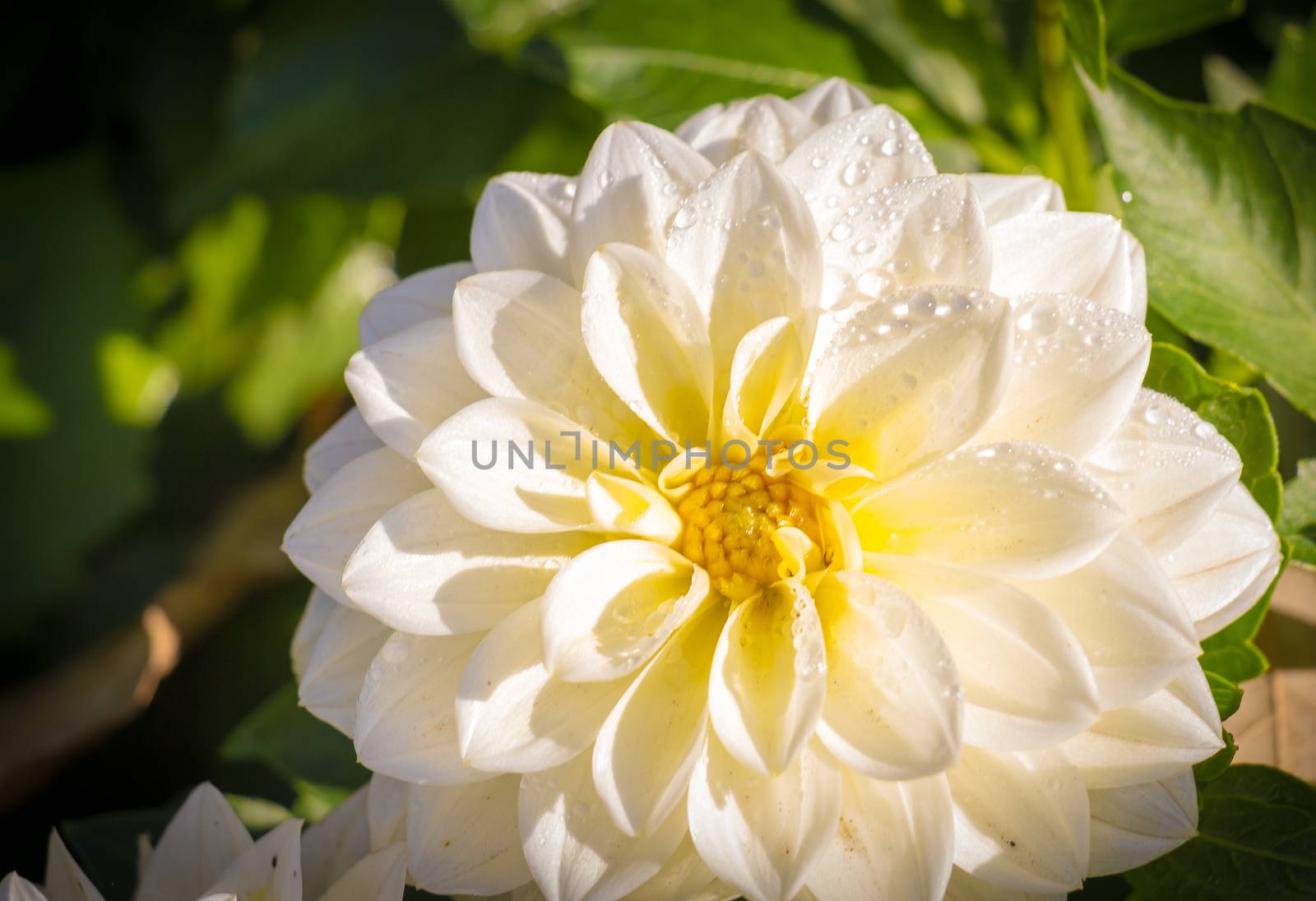 White Dahlia Flower by chingraph