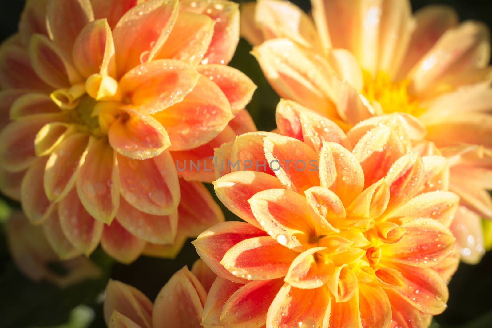Orange Dahlia Flower by chingraph