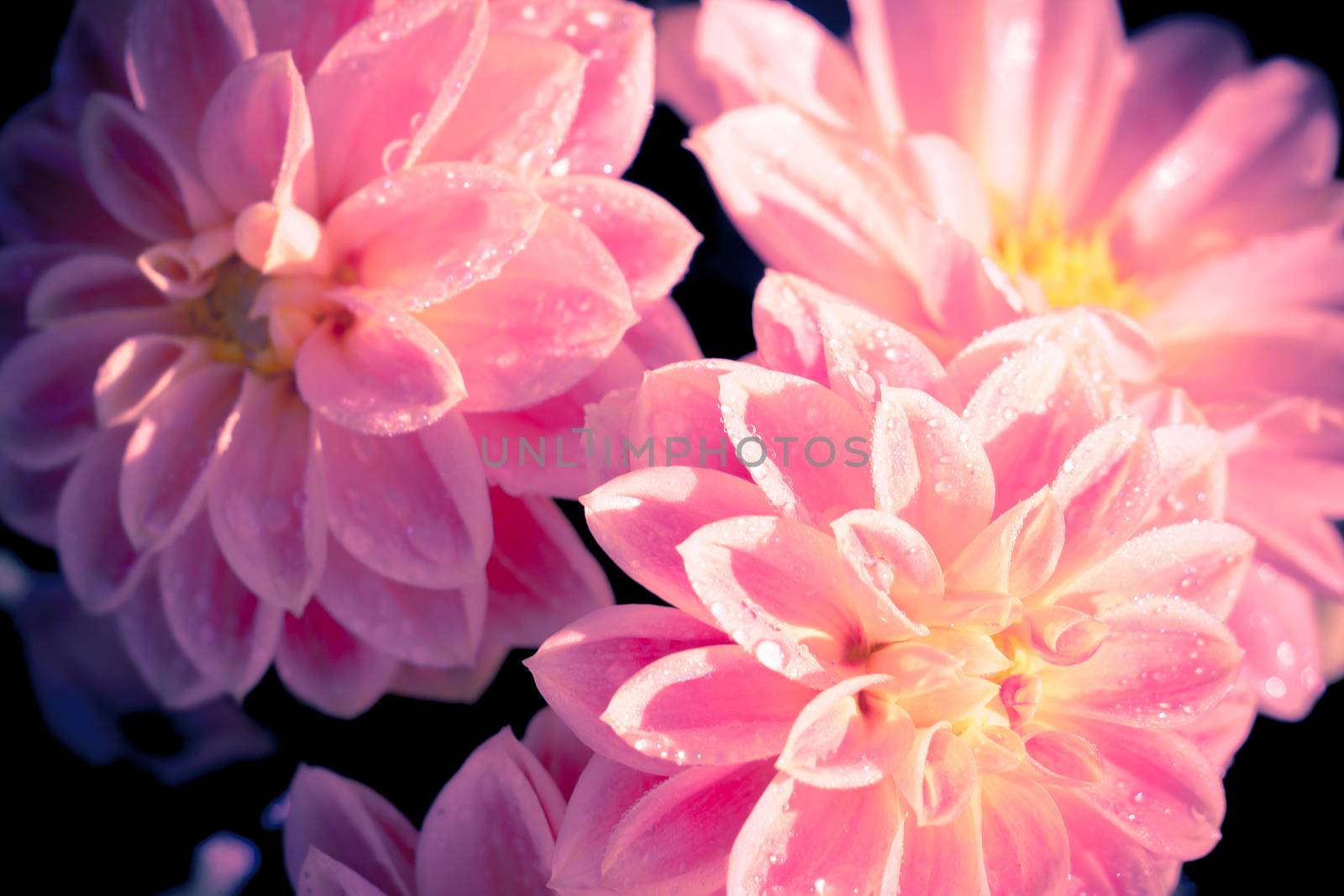 Pink Dahlia Flower by chingraph