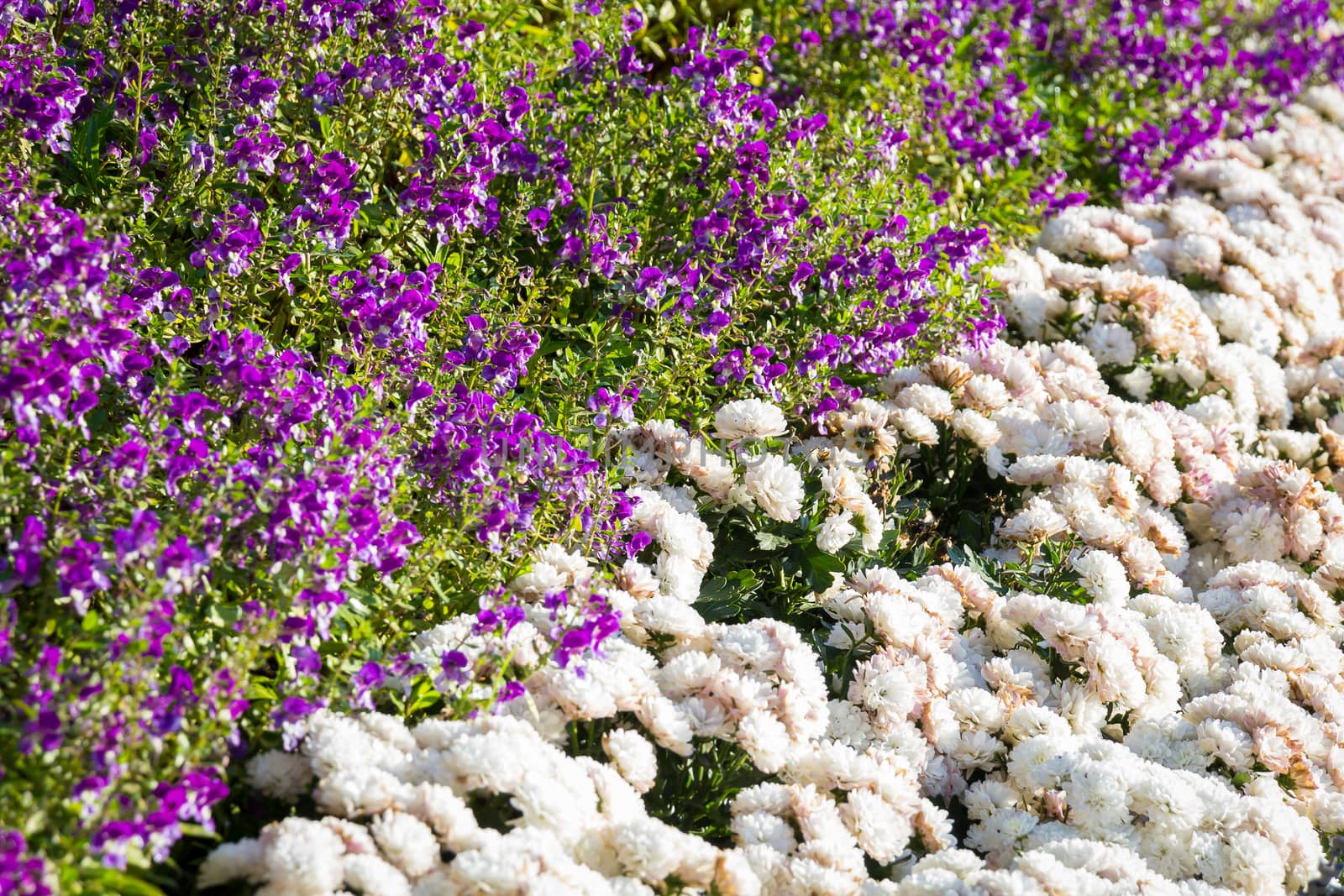 Two type of flower white and purple background