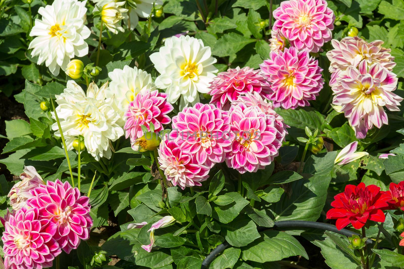 Dahlia garden in various colors by chingraph