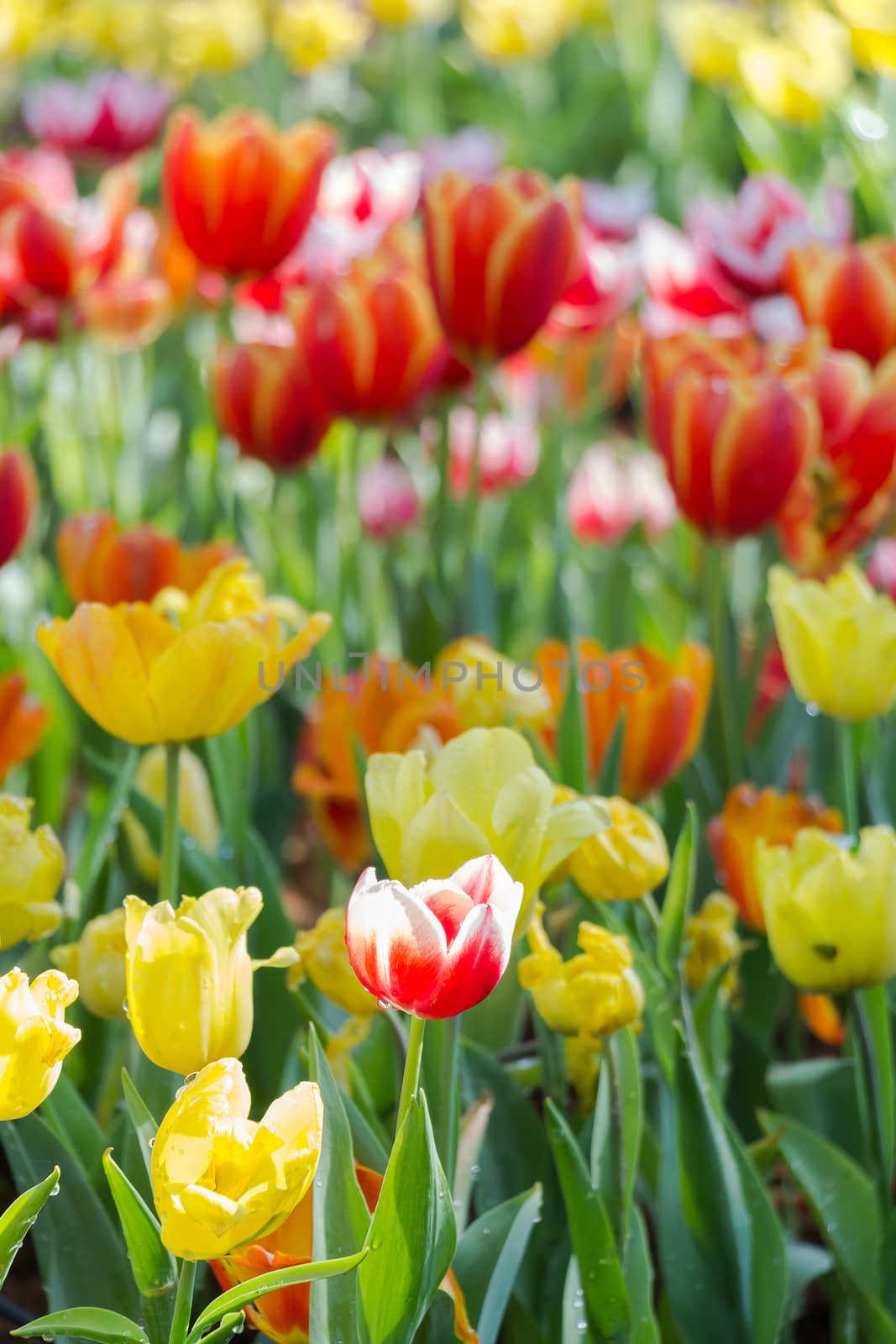 Field of Tulips in various colors by chingraph