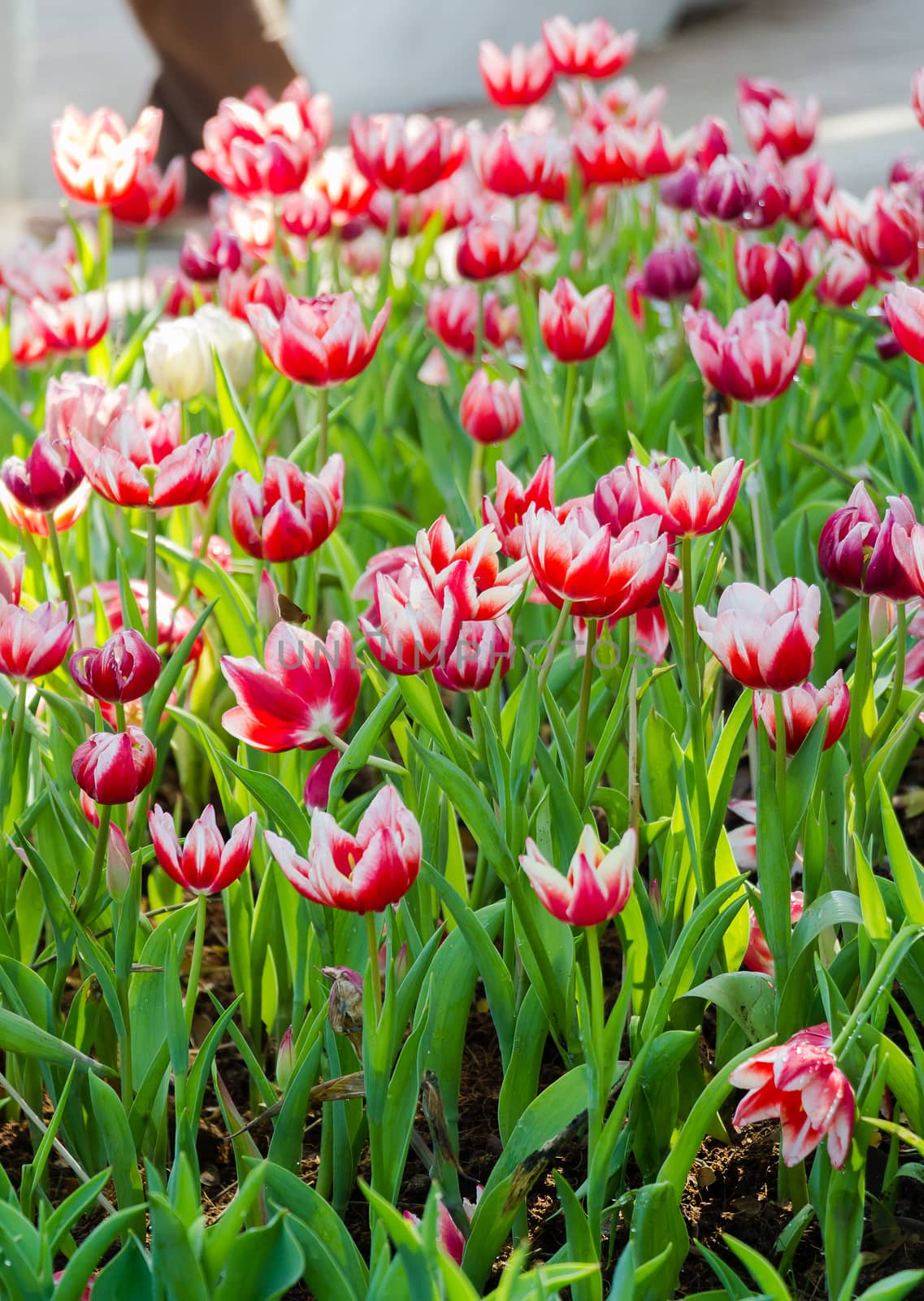 Field of Tulips in various colors by chingraph