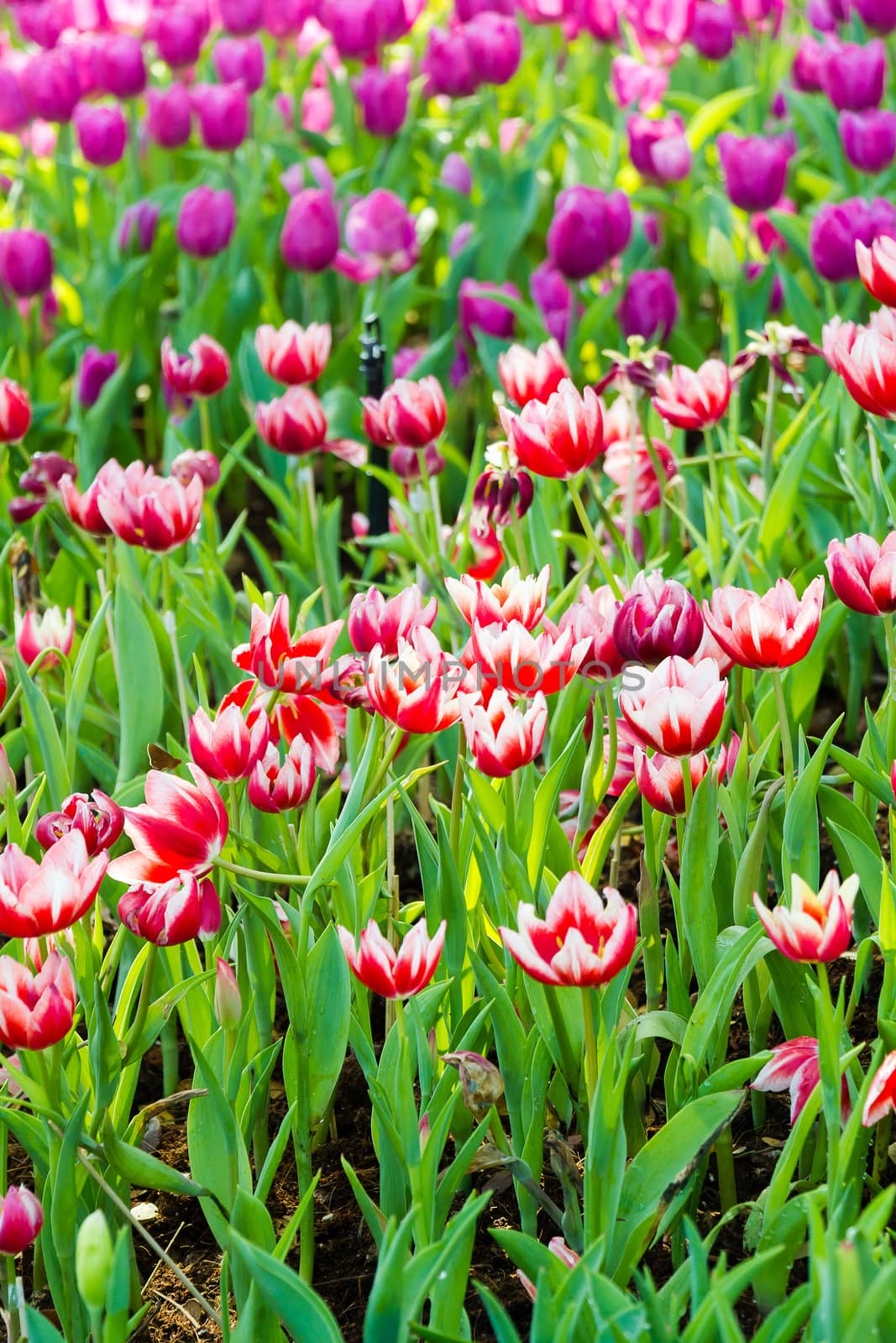 Field of Tulips in various colors by chingraph