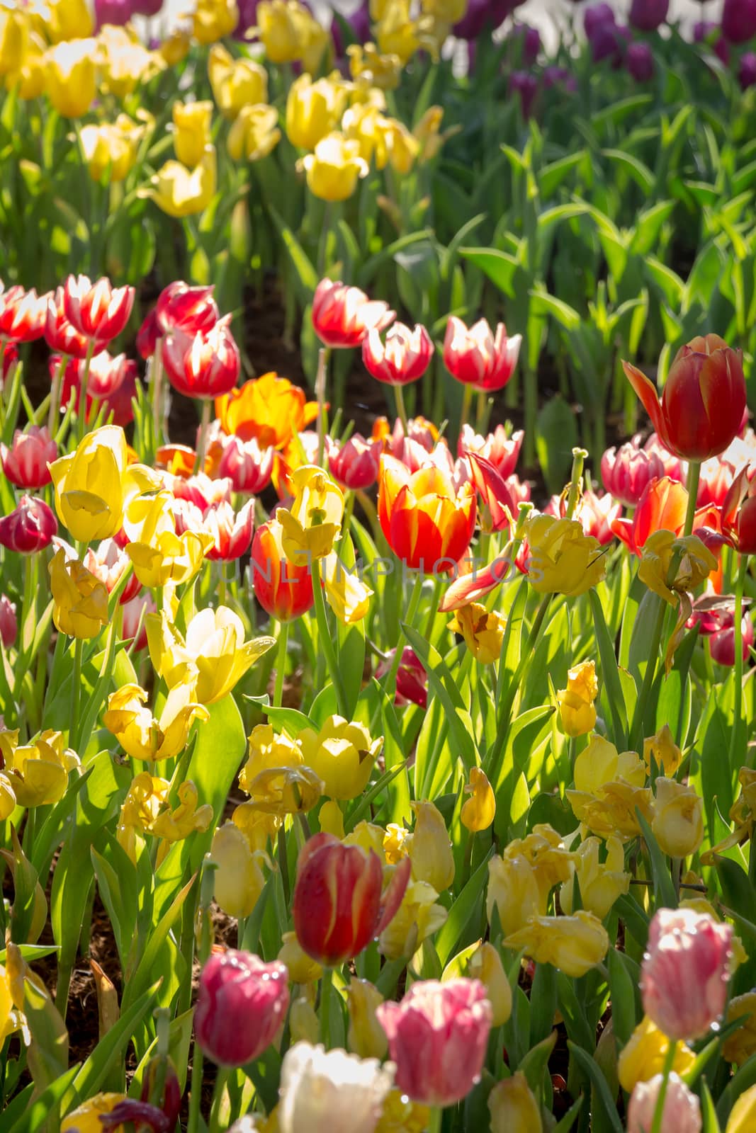 Field of Tulips in various colors