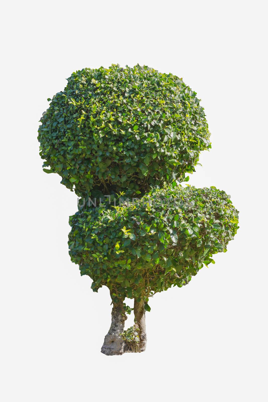 Fukien Tea bonsai isolated with clipping path by chingraph