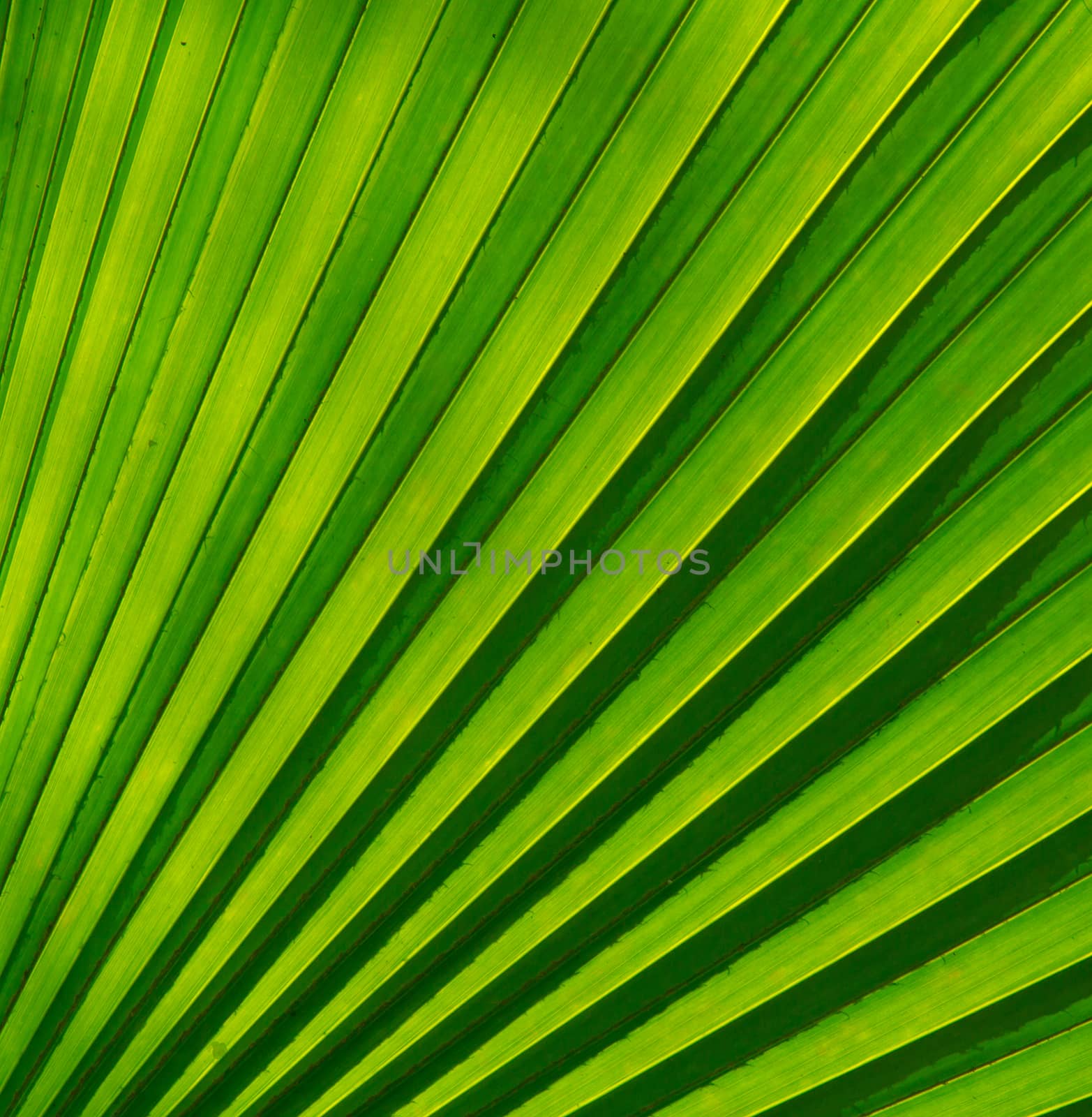 Fan Plam leaf background