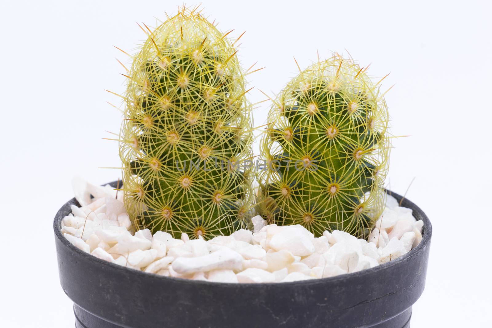 Small cactus in black plastic pot