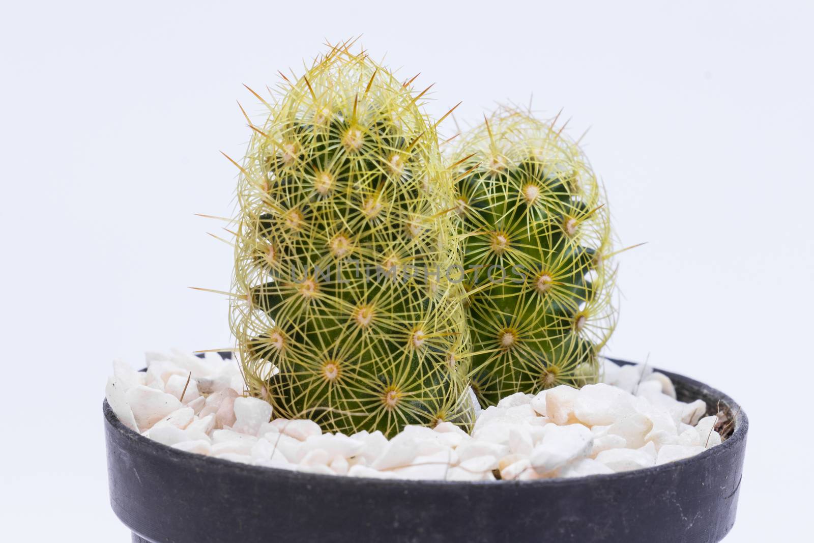 Small cactus in black plastic pot by chingraph