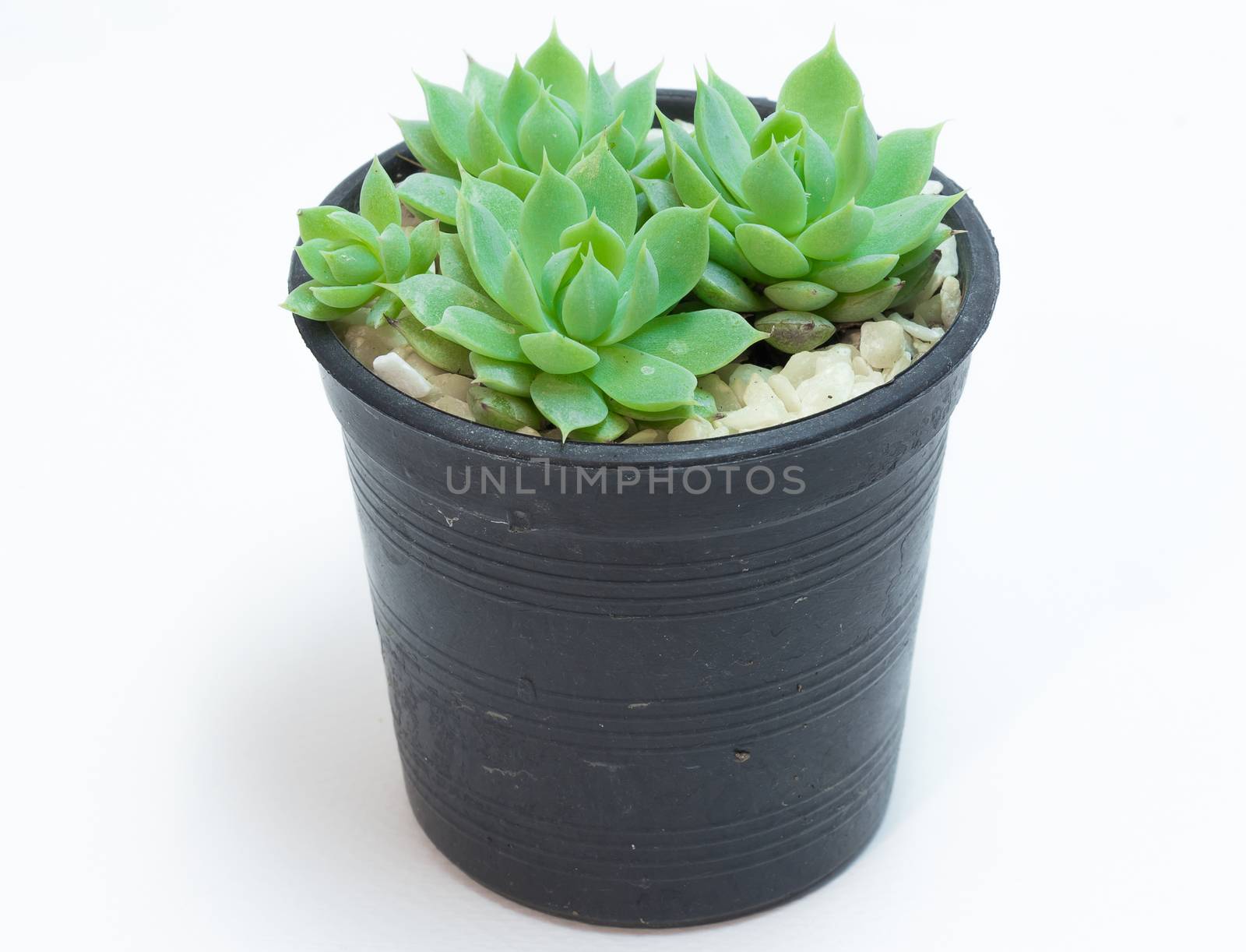 Crassulaceae in black plastic pot