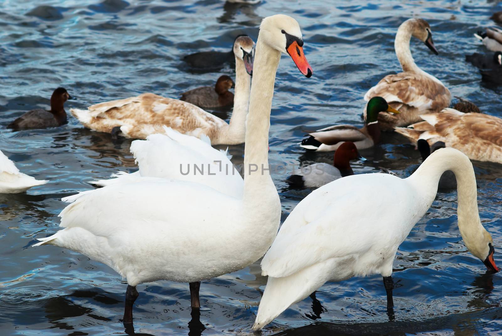 White swans on the water.