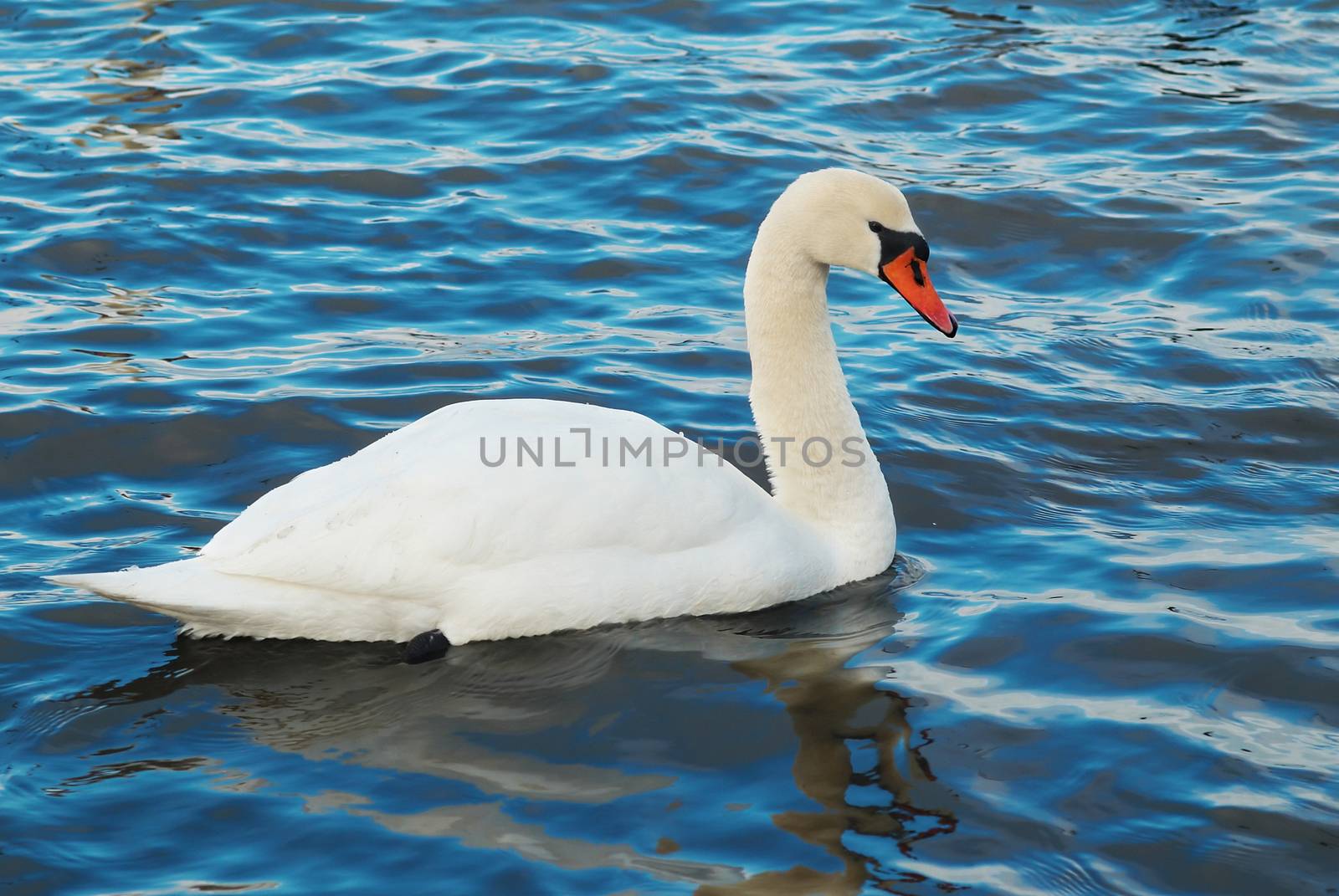 White swan on the water.