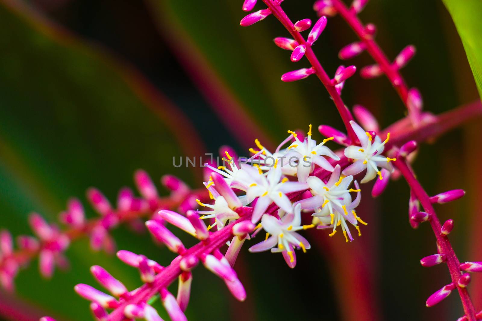 Cordyline flower by chingraph