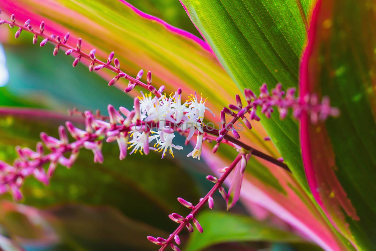 Cordyline flower by chingraph