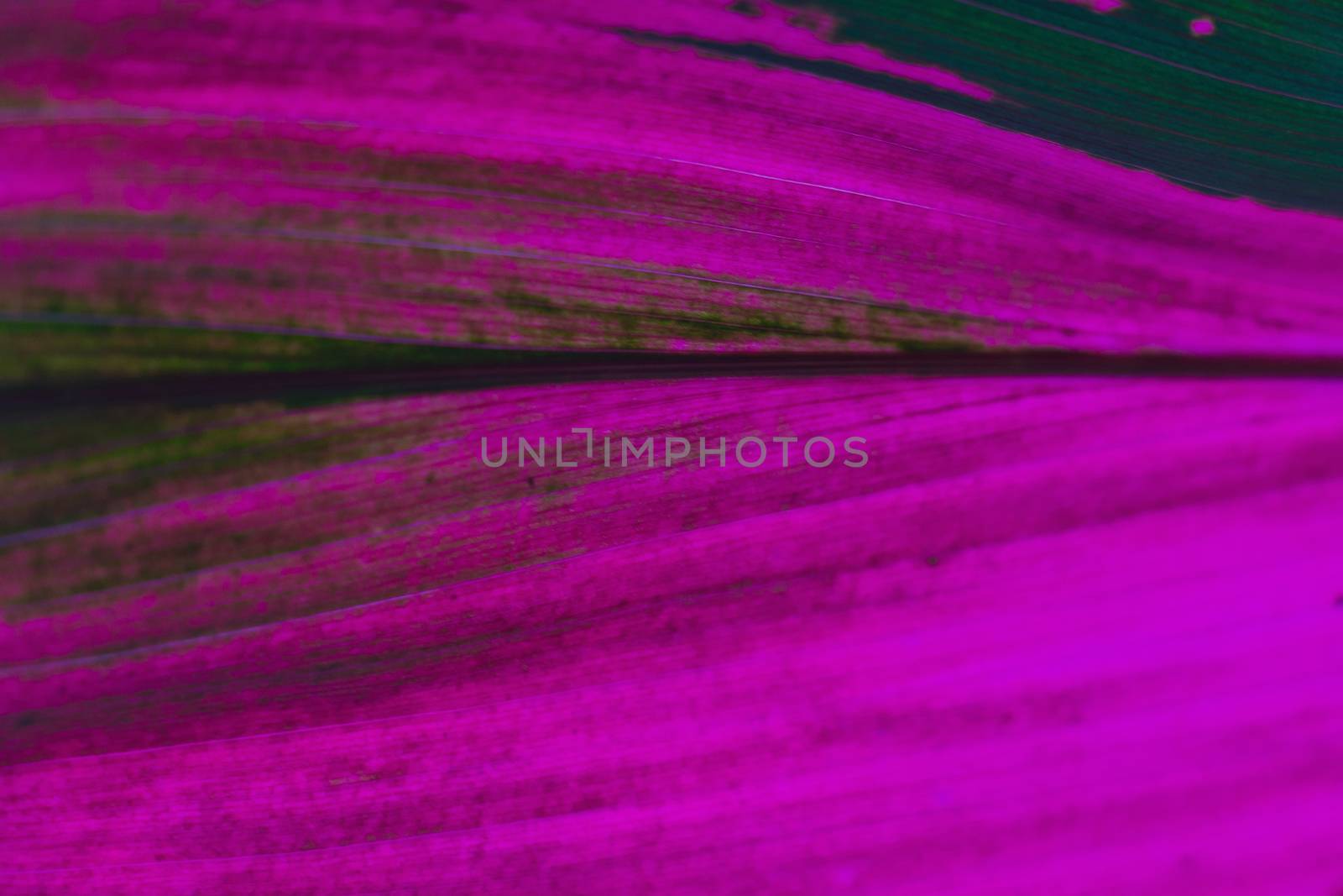 leave texture of tropical plant cordyline magenta color