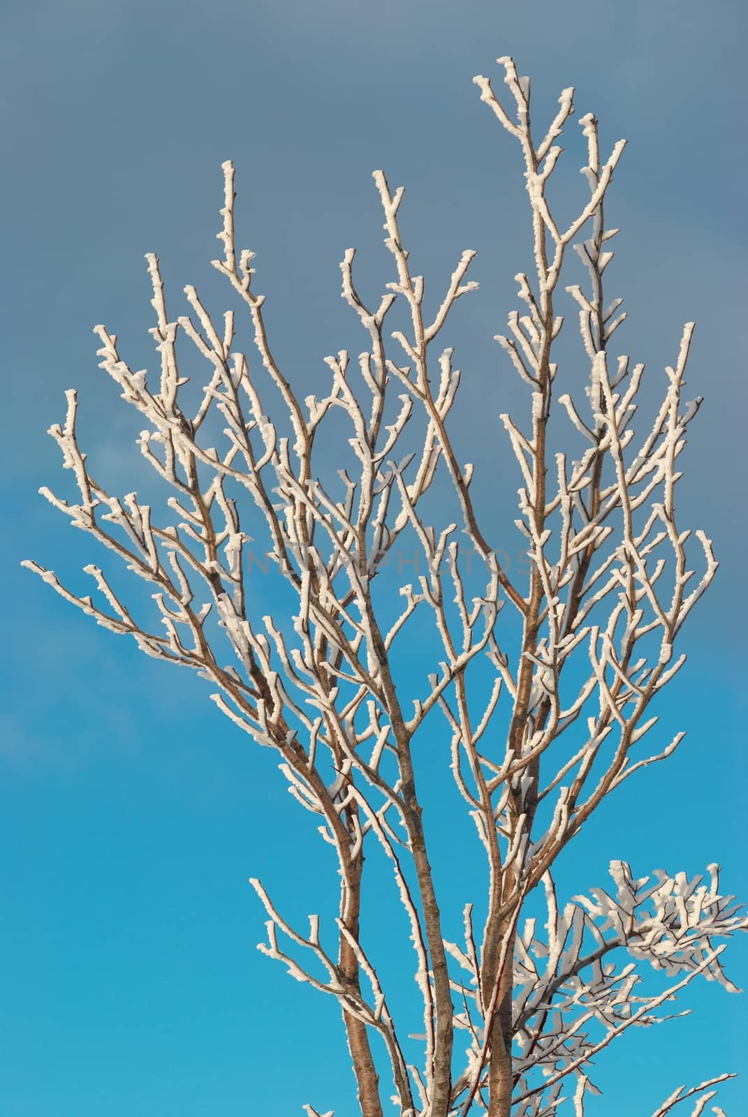 The Ice covered branch with blue sky.