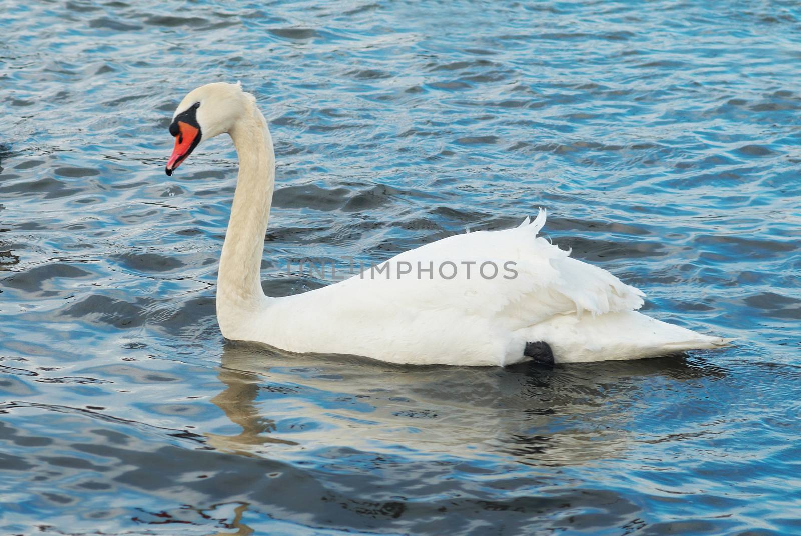 White swan on the water.