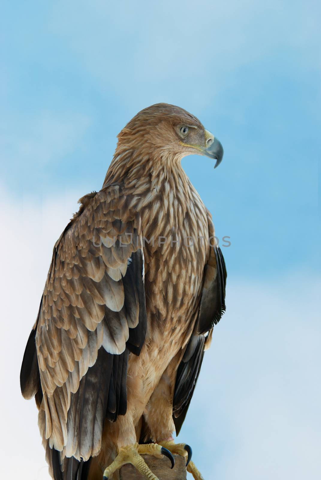 A hawk eagle on the blue sky background.