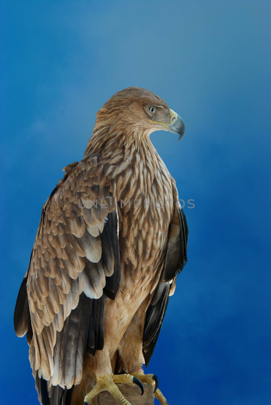 A hawk eagle on the blue sky background.