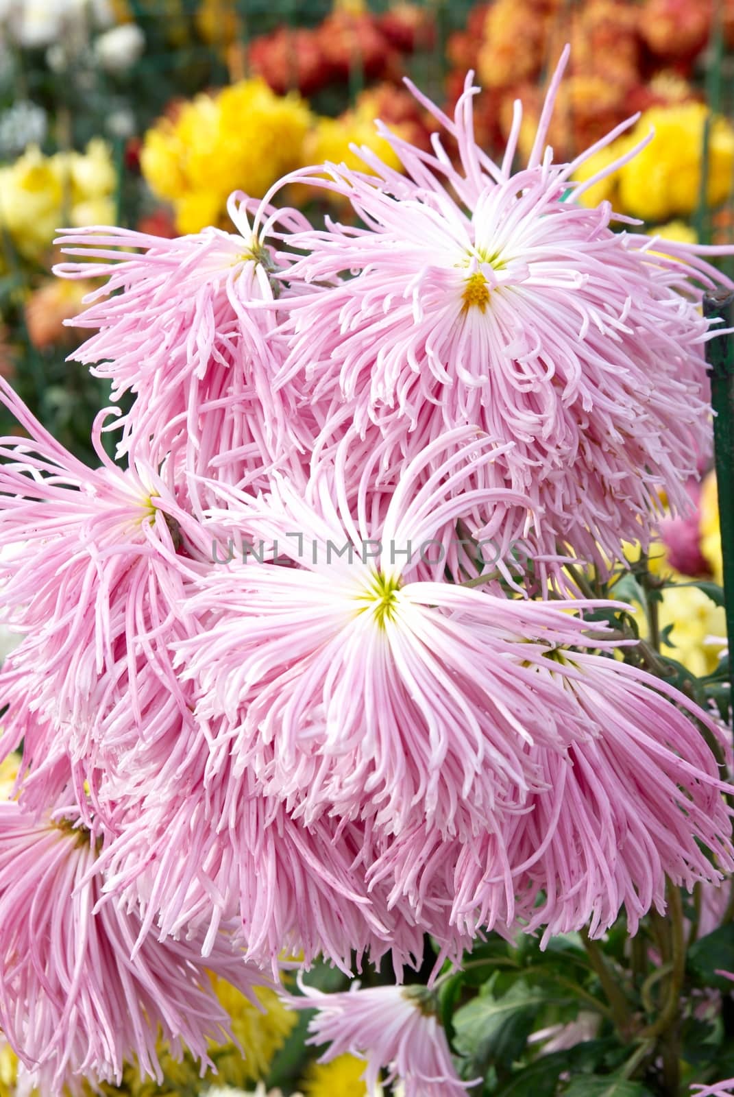 Sweet pink chrysanthemums.