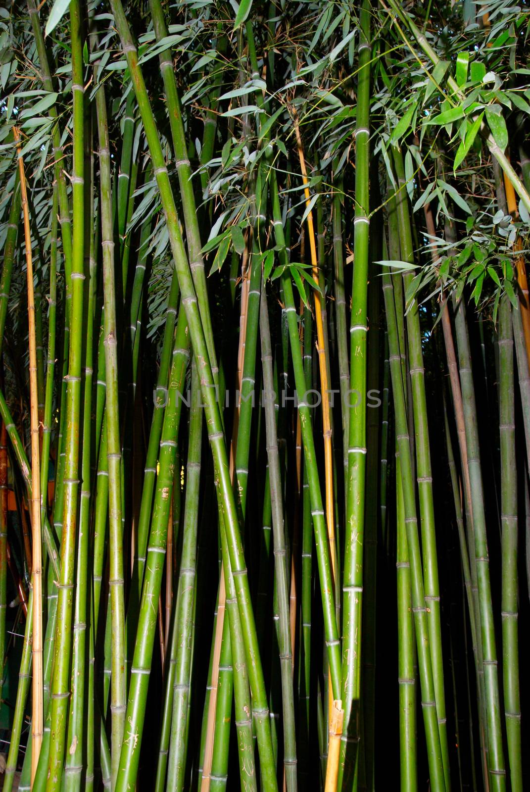 Green zen bamboo. by vapi