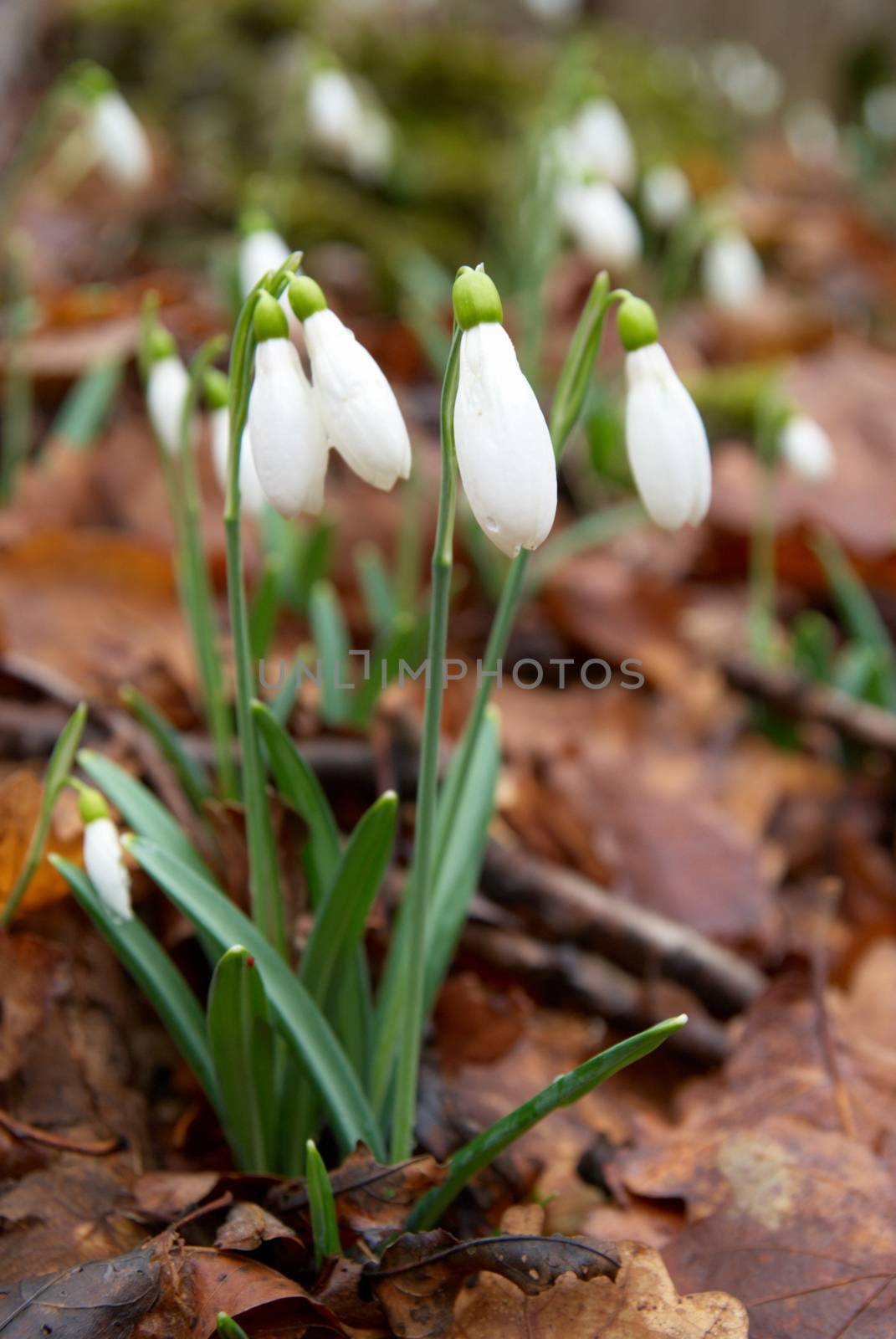 Spring flowers- white snowdrops in the forest. Soft focus.