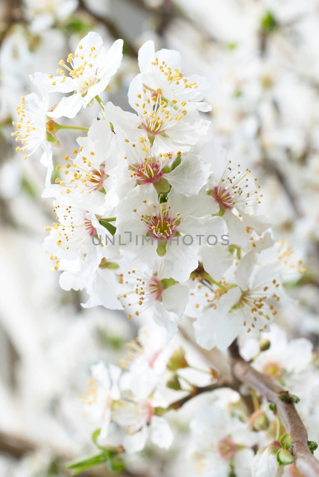 Plum tree white flowers .