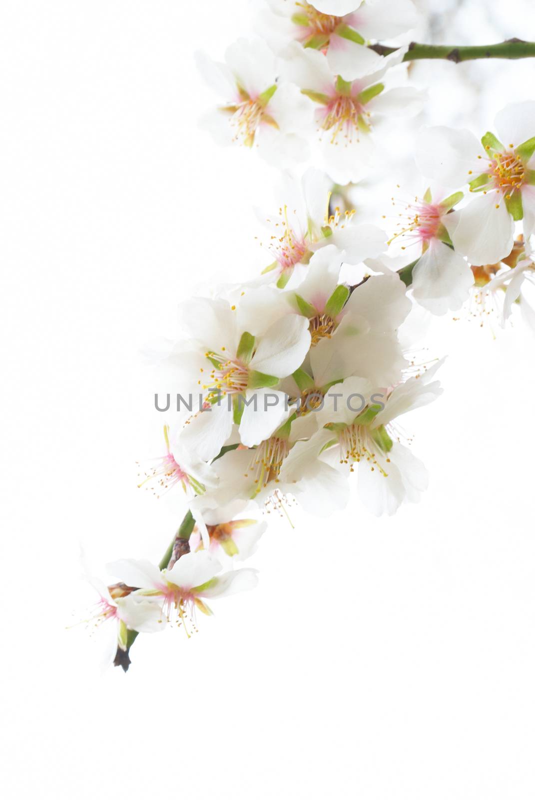 Plum-tree white flowers. by vapi