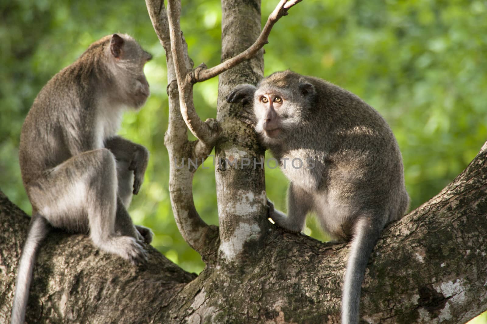 Wid gray monkey by CatherineL-Prod