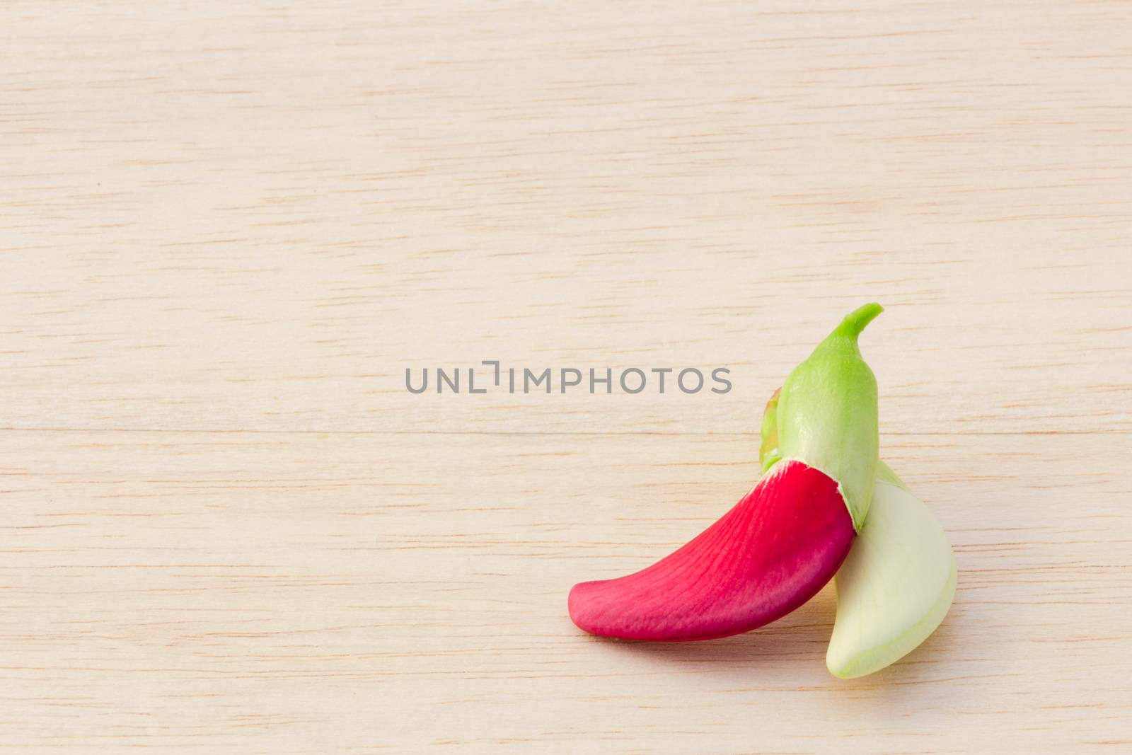 Red and white Agasta on wood background