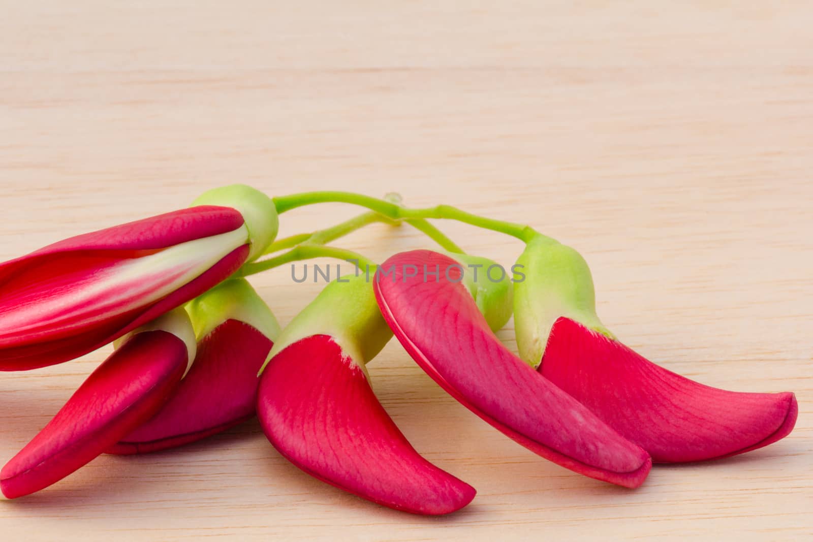 Red Agasta on wood background