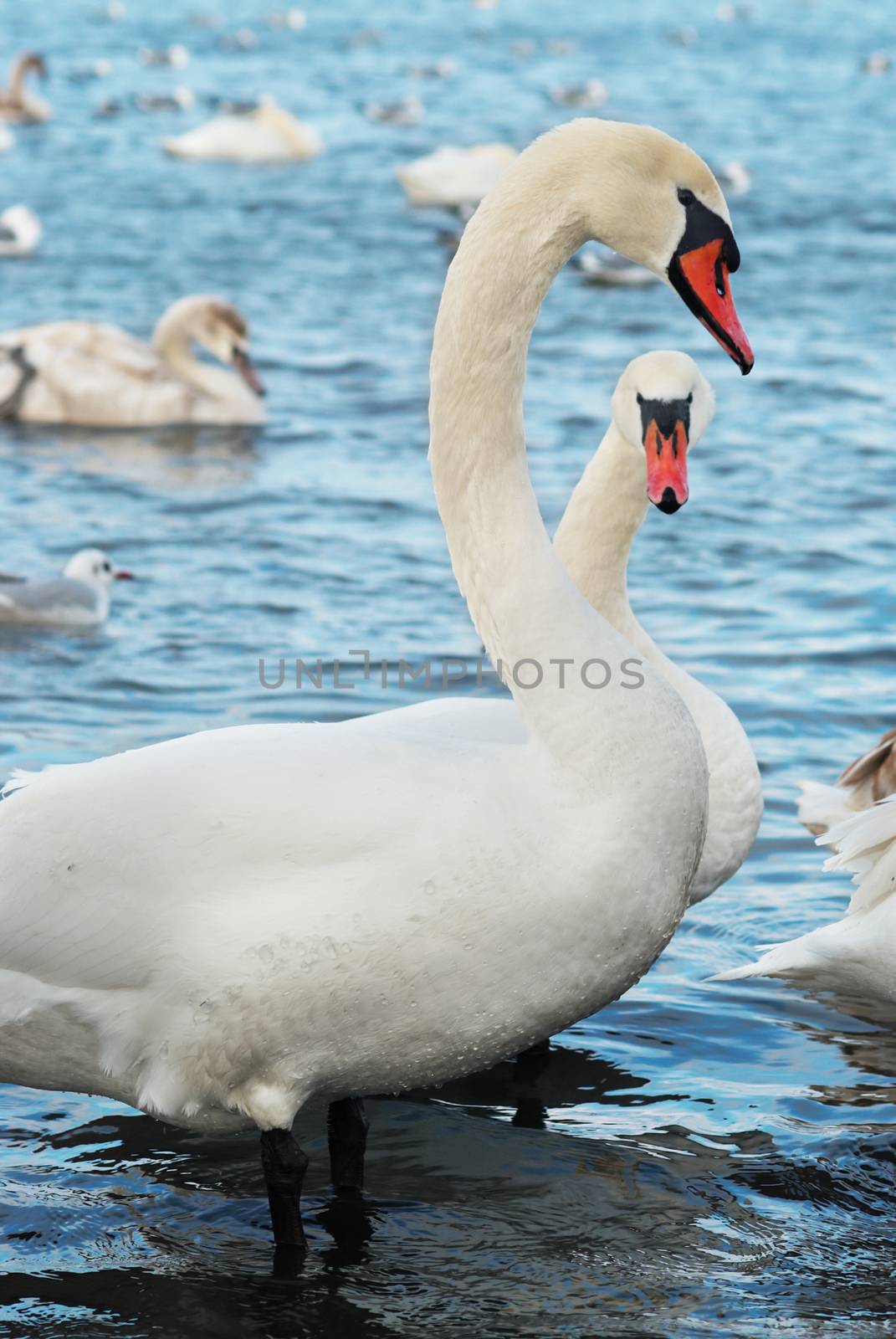 White swans on the water.