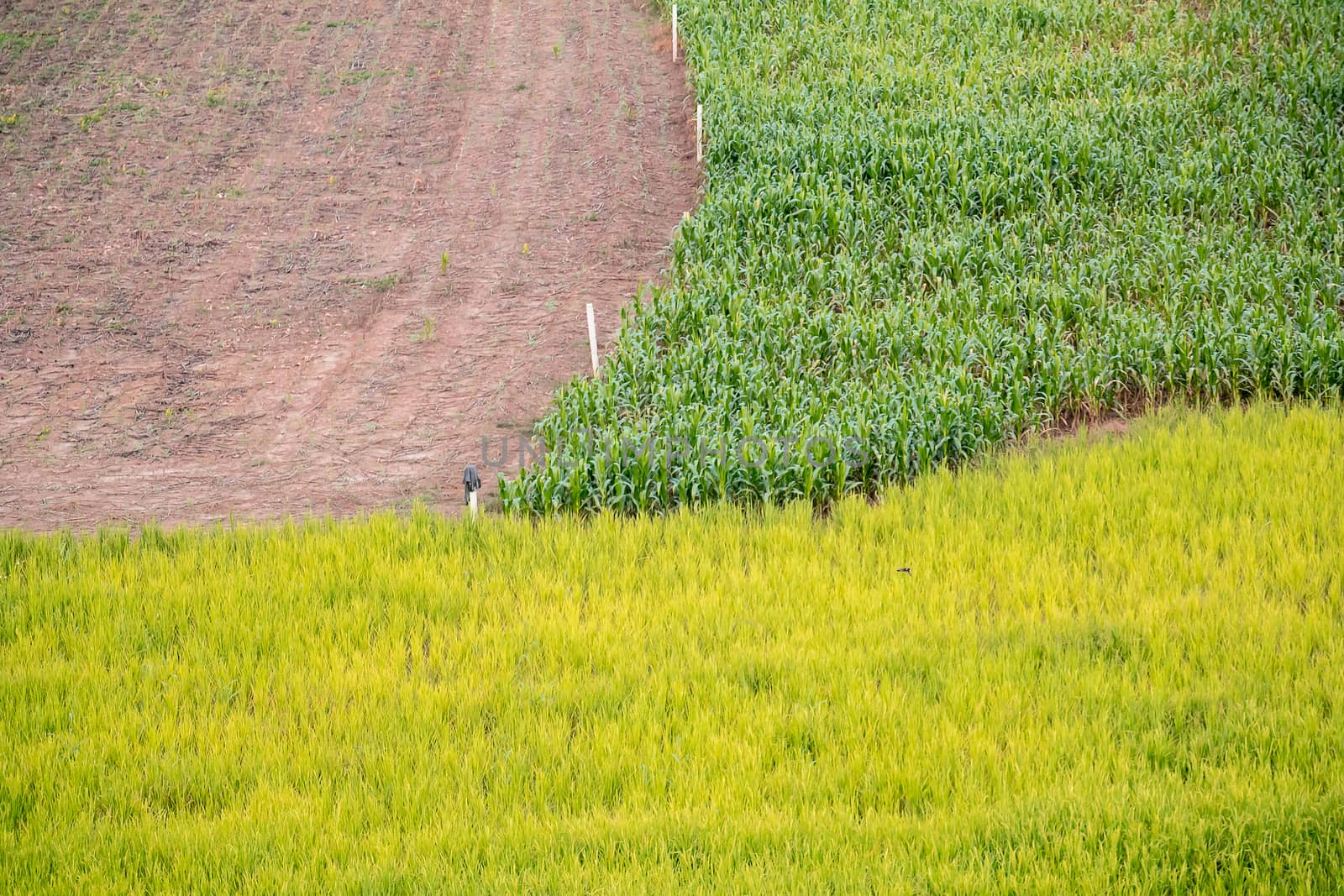 3 different crops filed,corn, rice