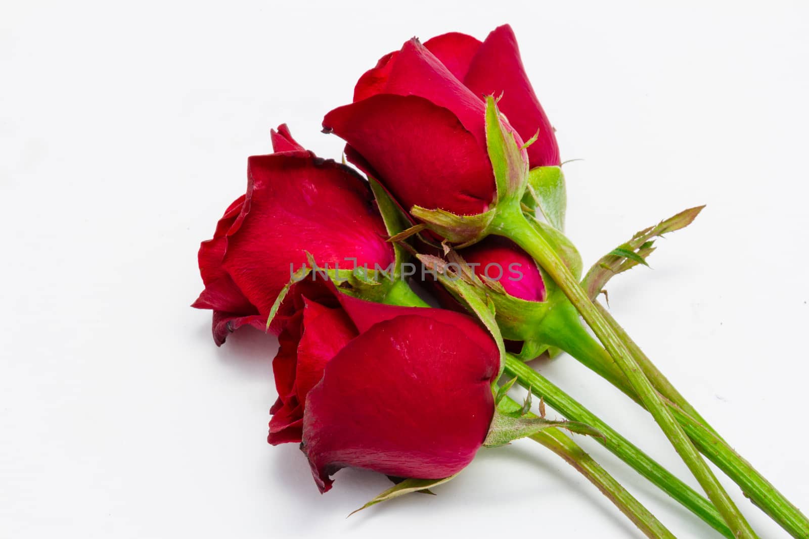 Red roses isolated on white background by chingraph