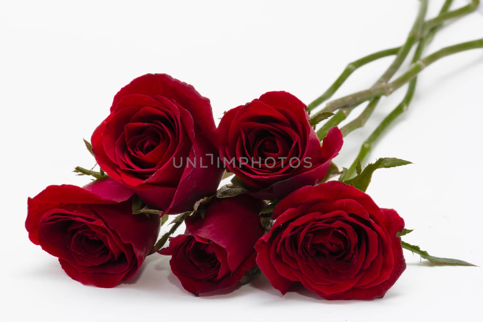 Red roses isolated on white background by chingraph