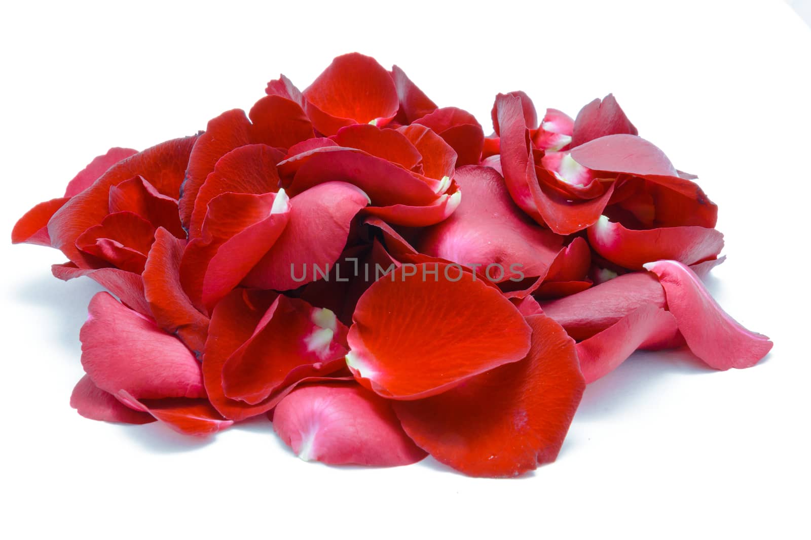 Red rose petal on white background