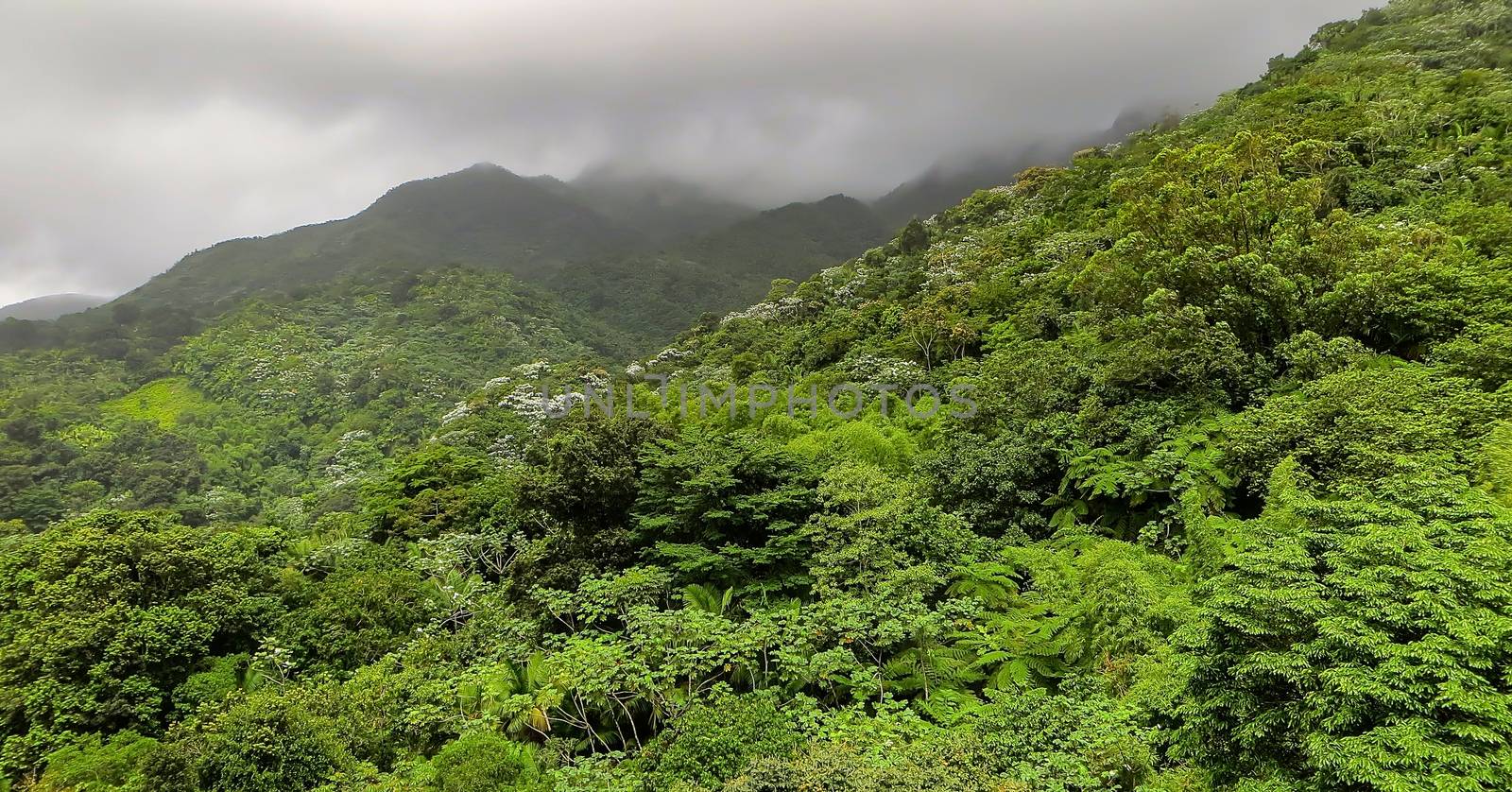 Puerto Rico Rainforest And Mountains.