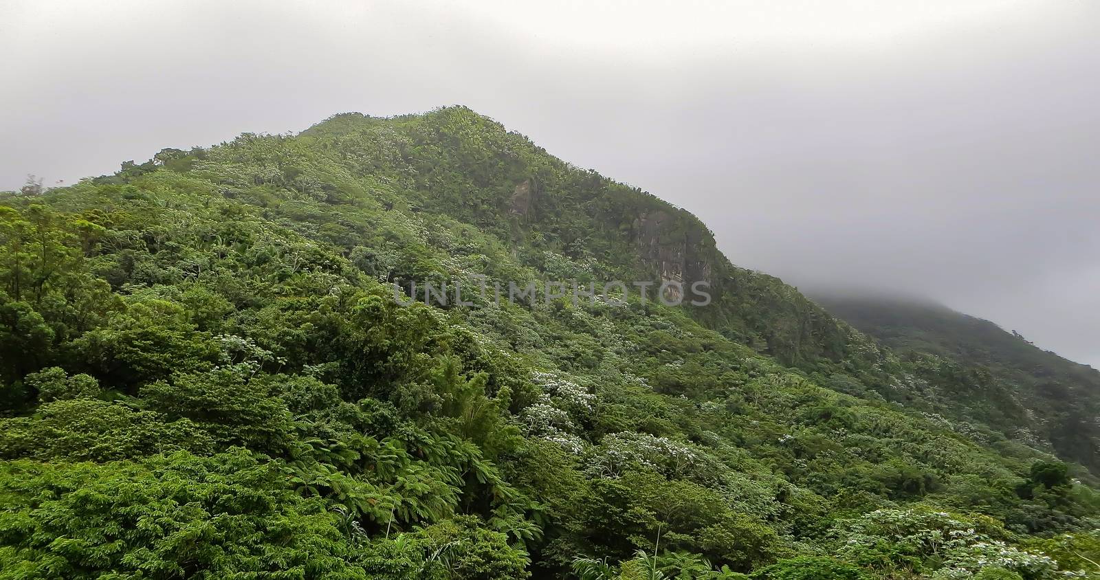 El Yunque Rainforest by teacherdad48@yahoo.com
