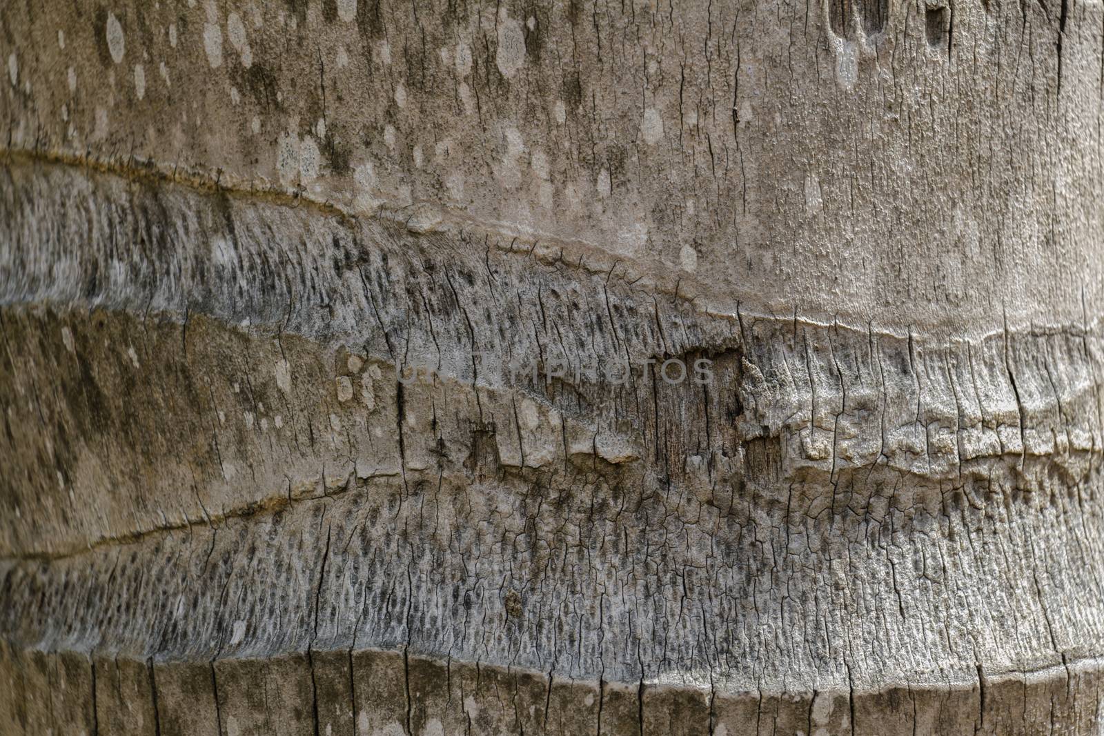 coconut trunk texture