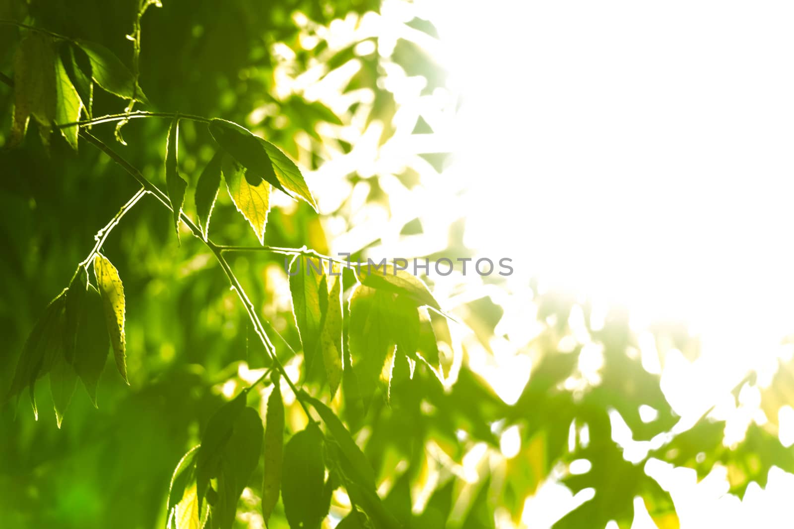 natural green background with selective focus by chingraph