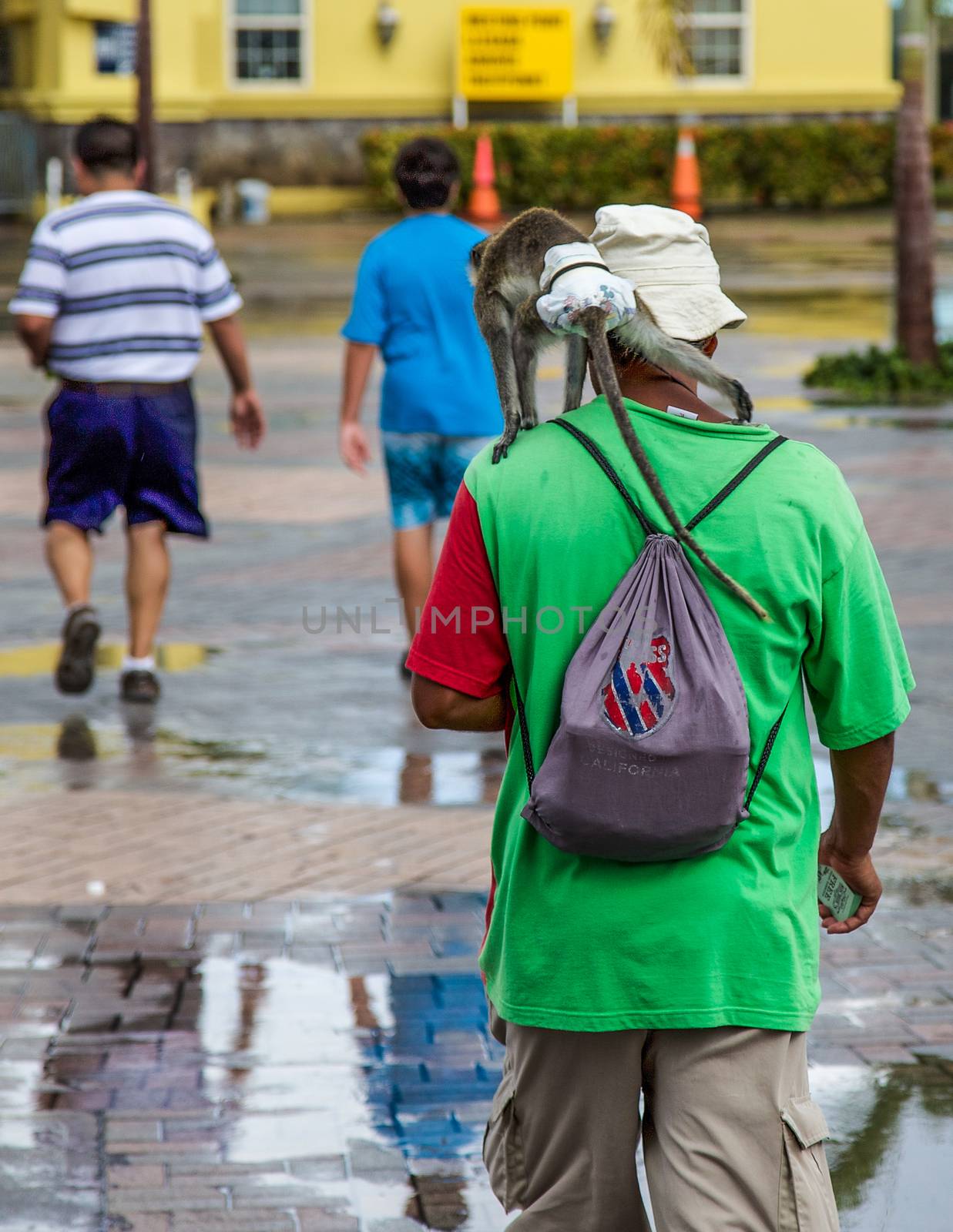 Basseterre, Saint Kitts and Nevis- June 21, 2013: Local man carrying a small diapered monkey on his back at Port Zante on this small Caribbean island nation.