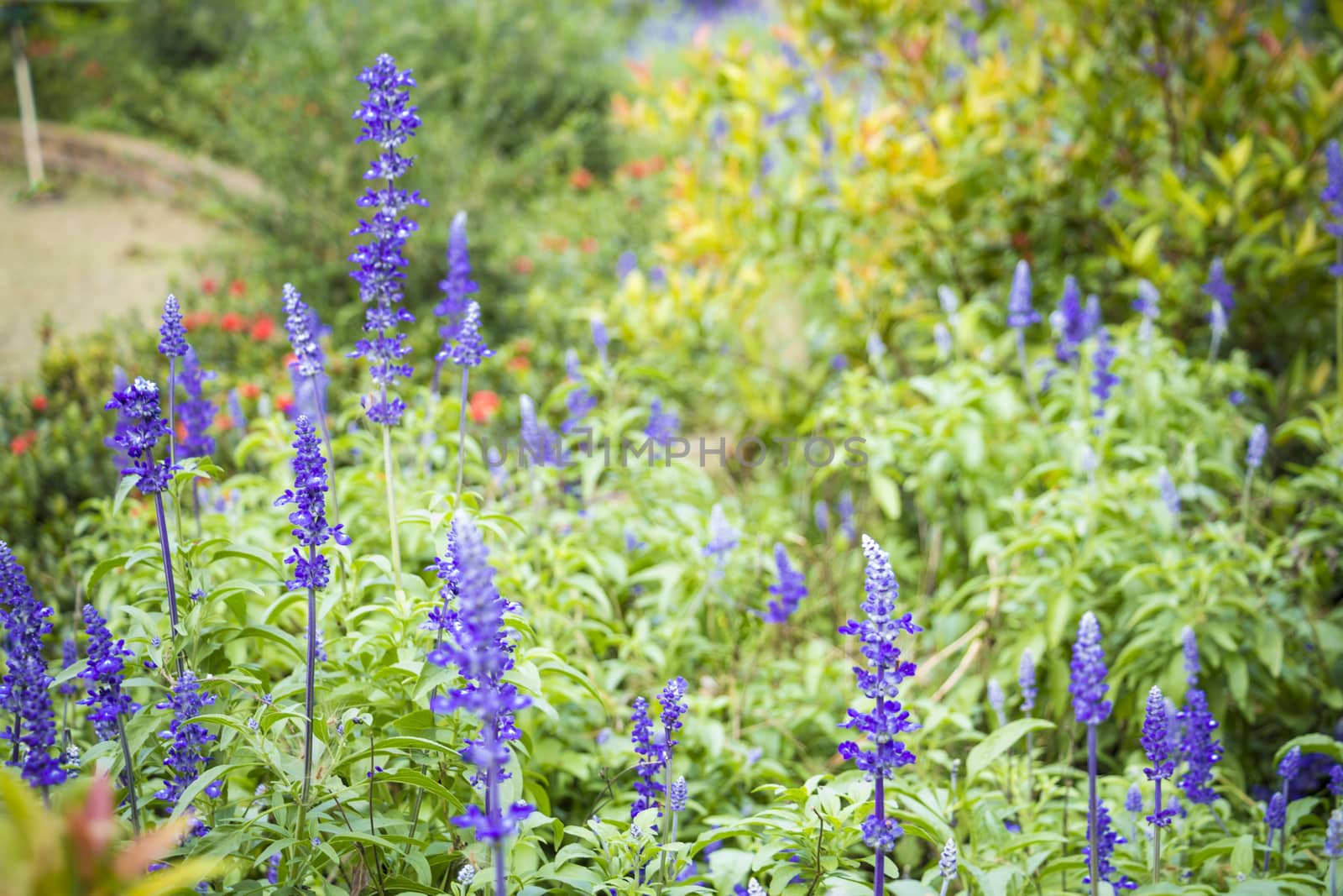 Purple salvia plants,Selective focus